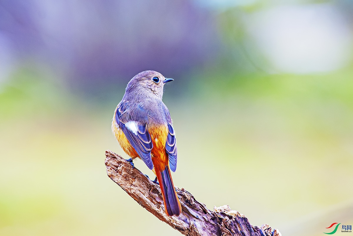DSC_6270-����ǿ.jpg