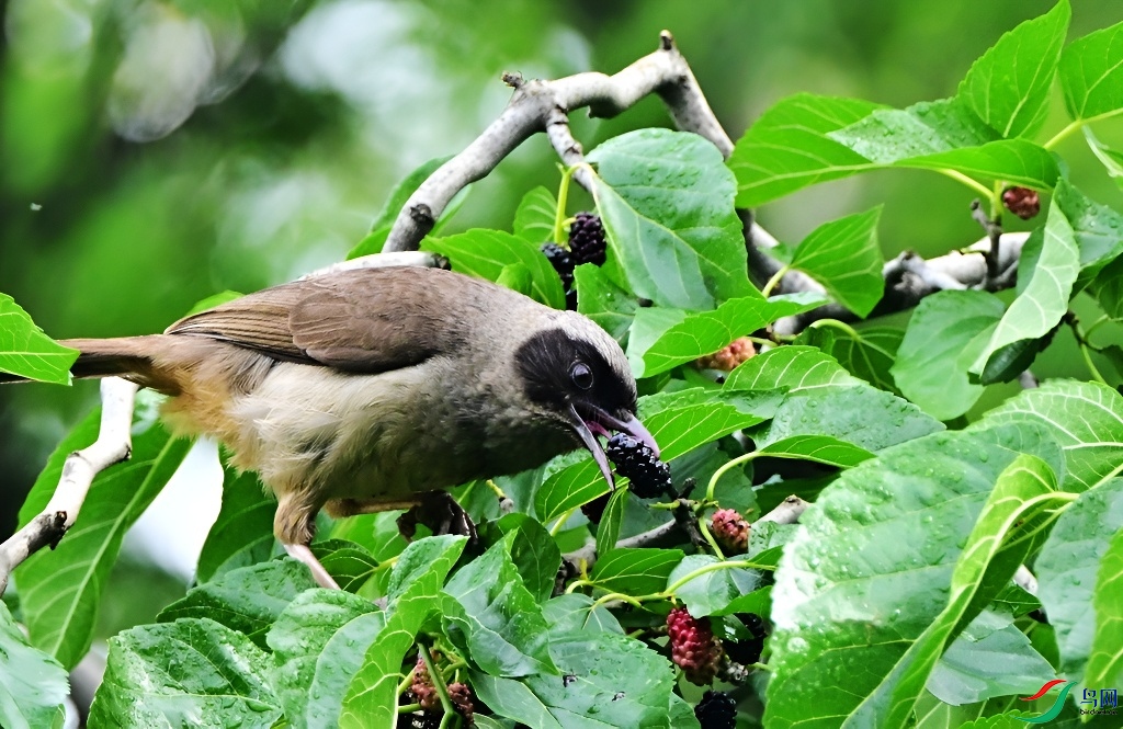 DSC_3088.JPG