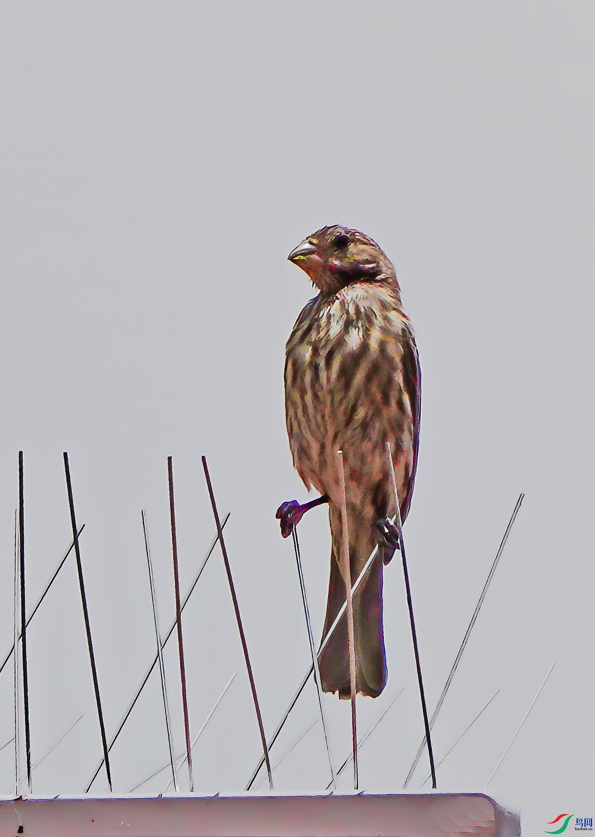 DSC08948-7x.jpg
