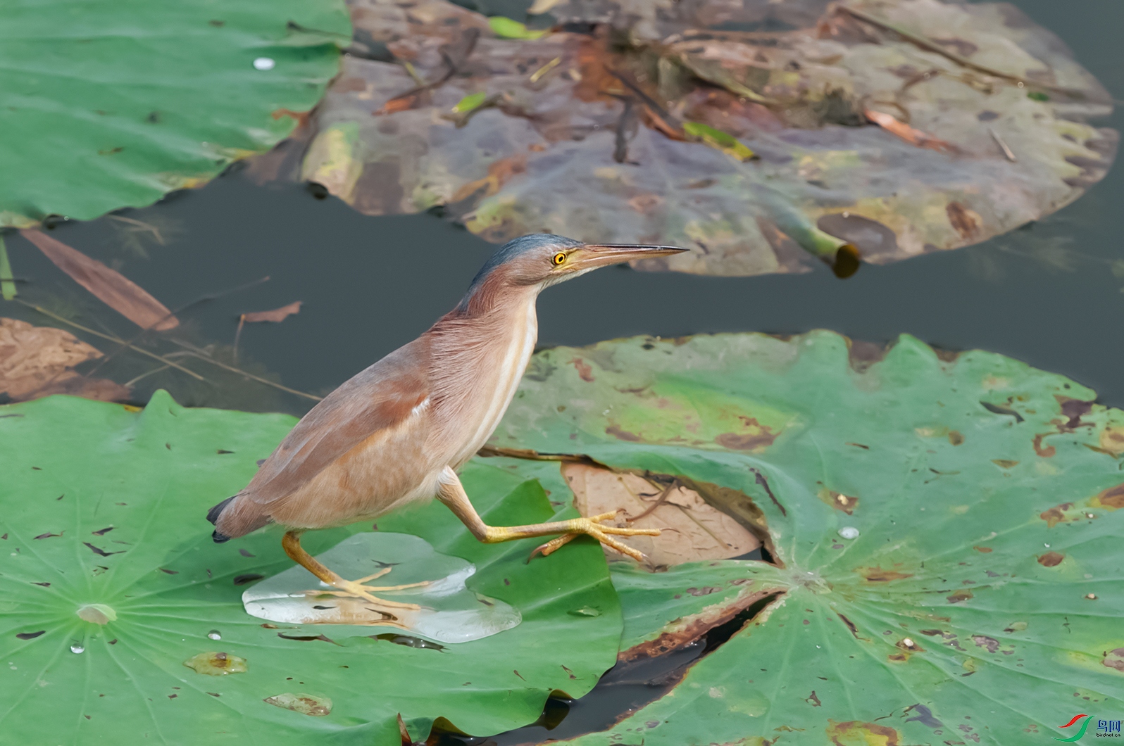 DSC_0215_DxOa.jpg
