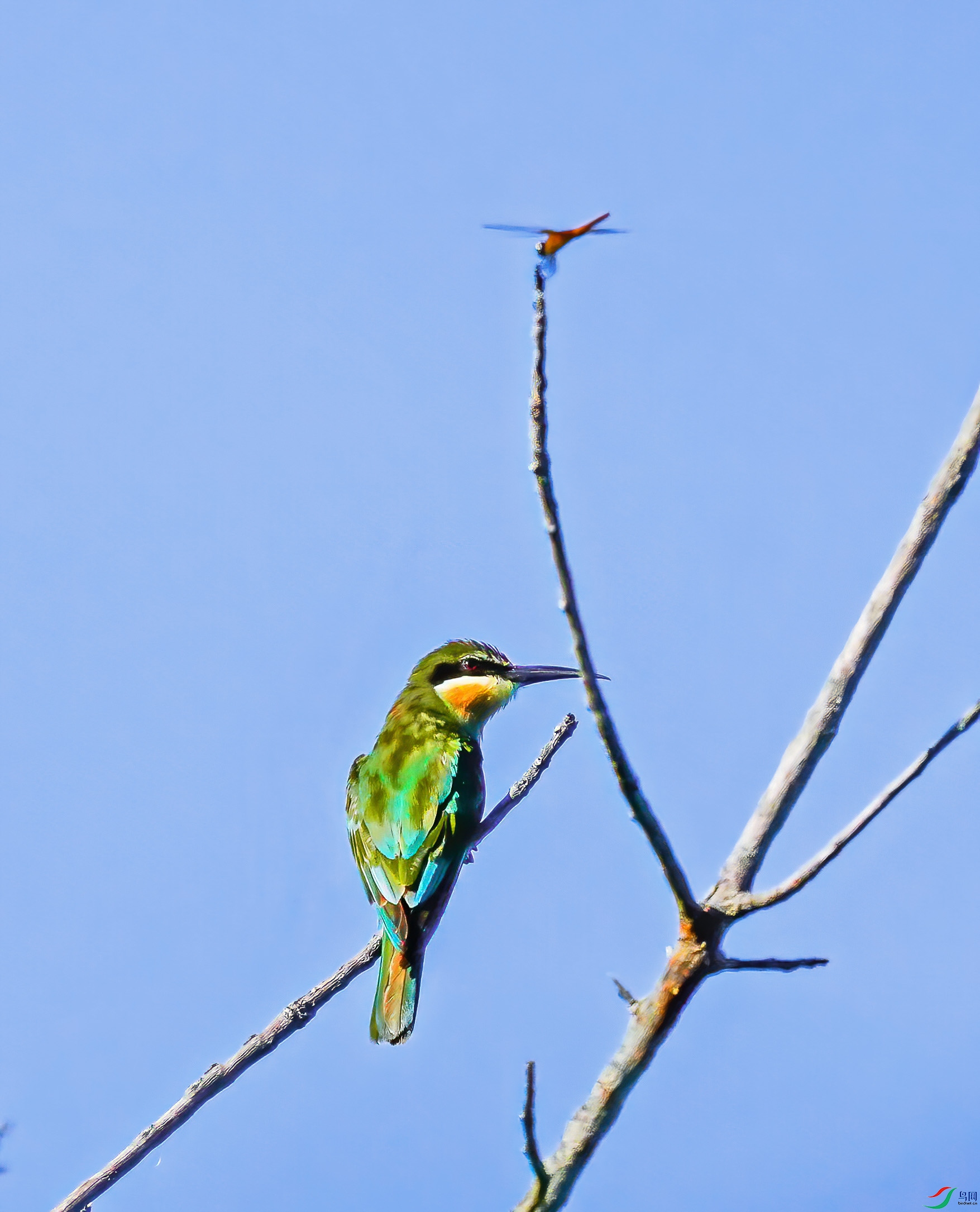 DSC01556-7x.jpg
