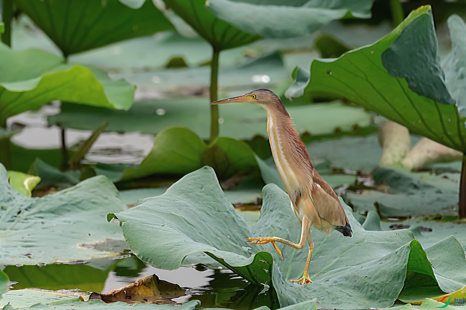3DSC_6461_DxOa.jpg