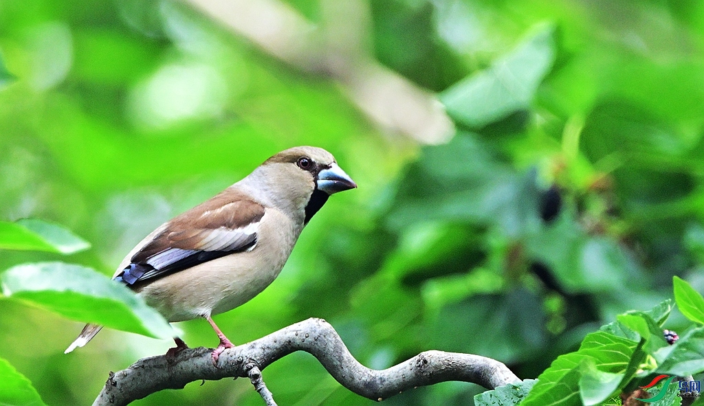 DSC_3116.JPG