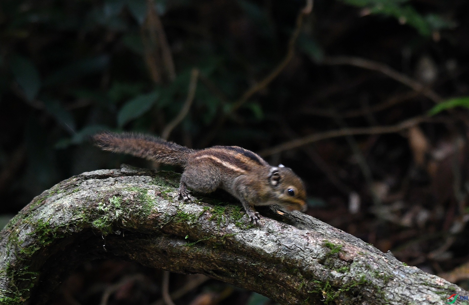 DSC_3678.jpg