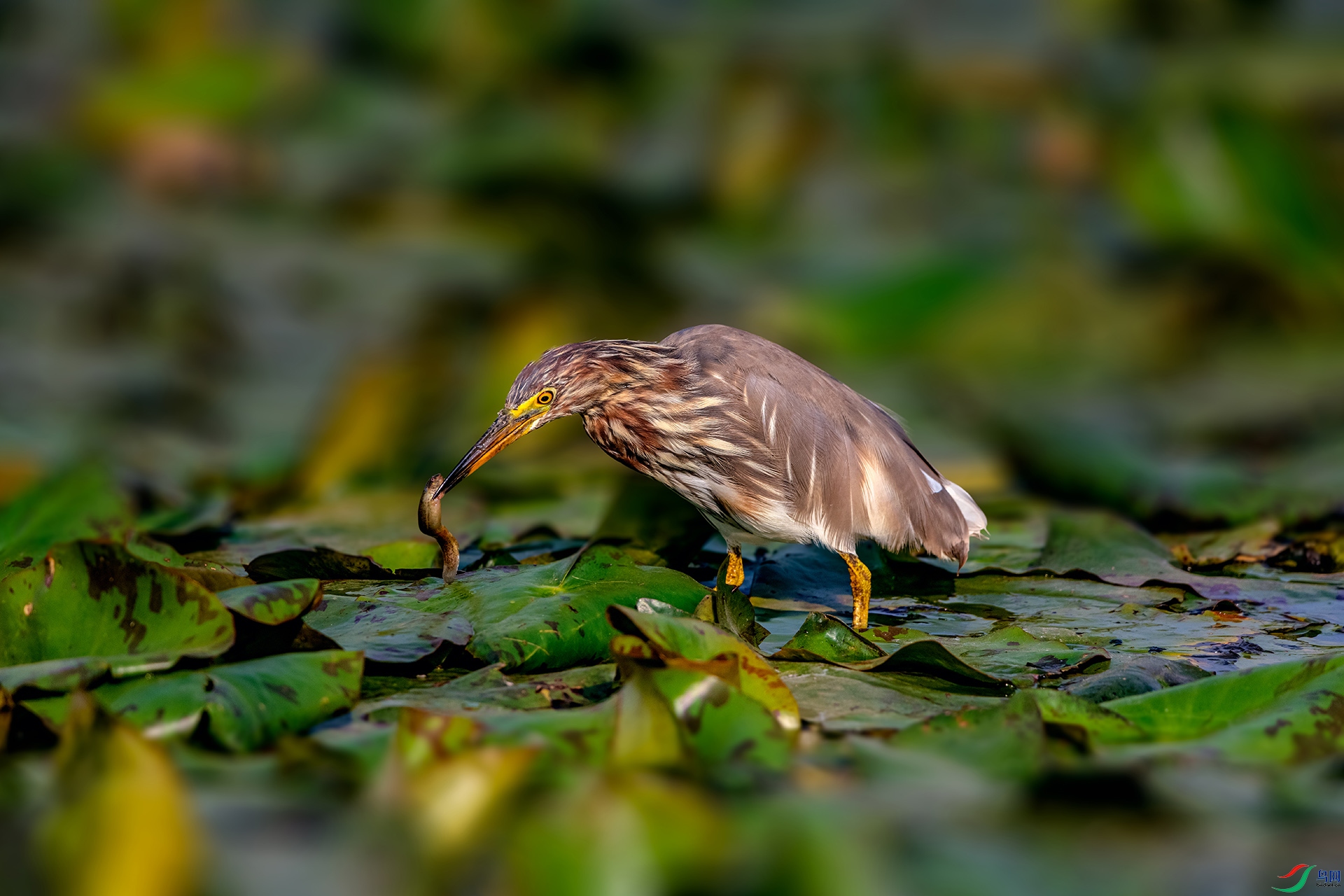 _AUU9551 ��ʳ(26.3.21).jpg