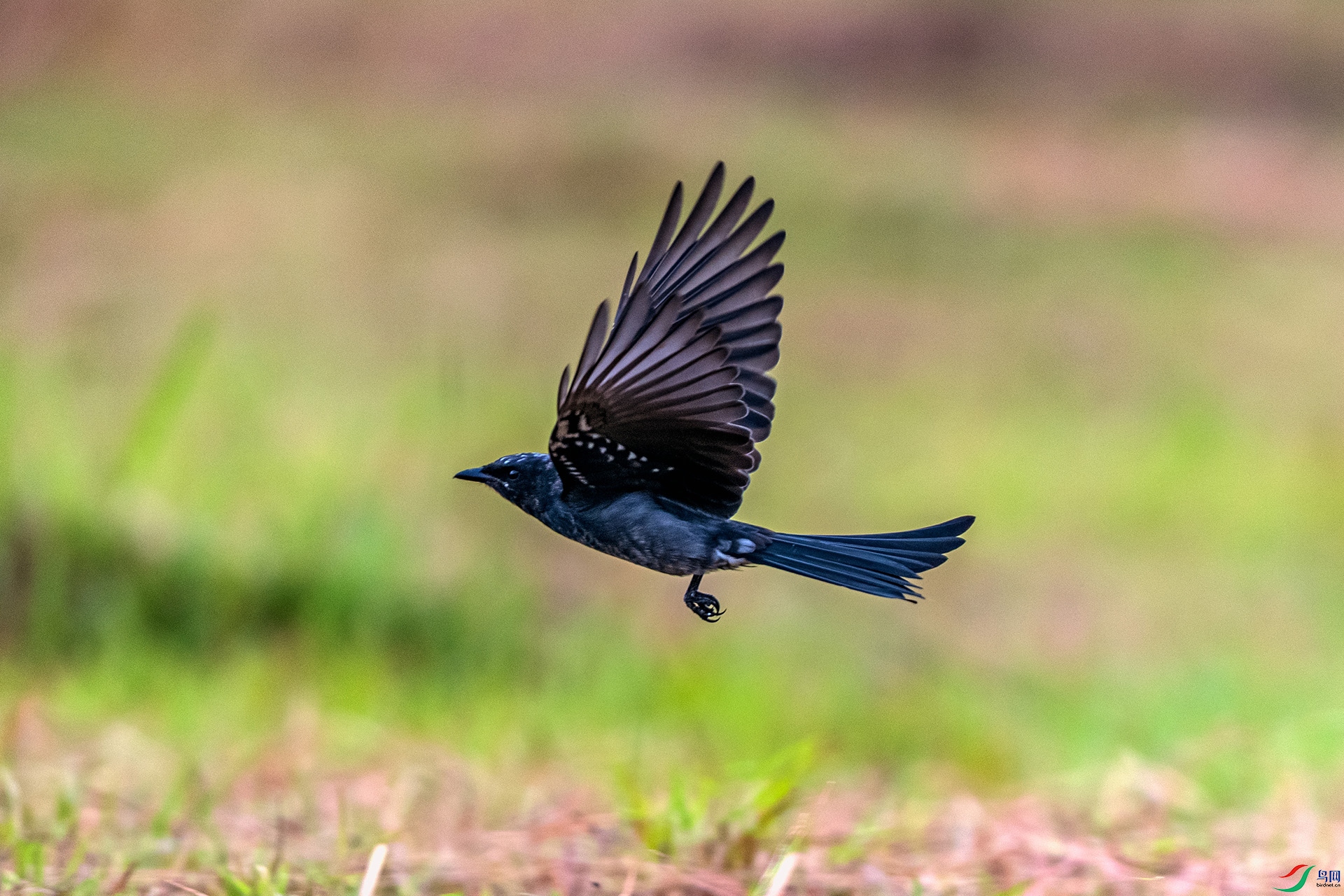 _AUU0195 �ھ�β(25.9.22).jpg