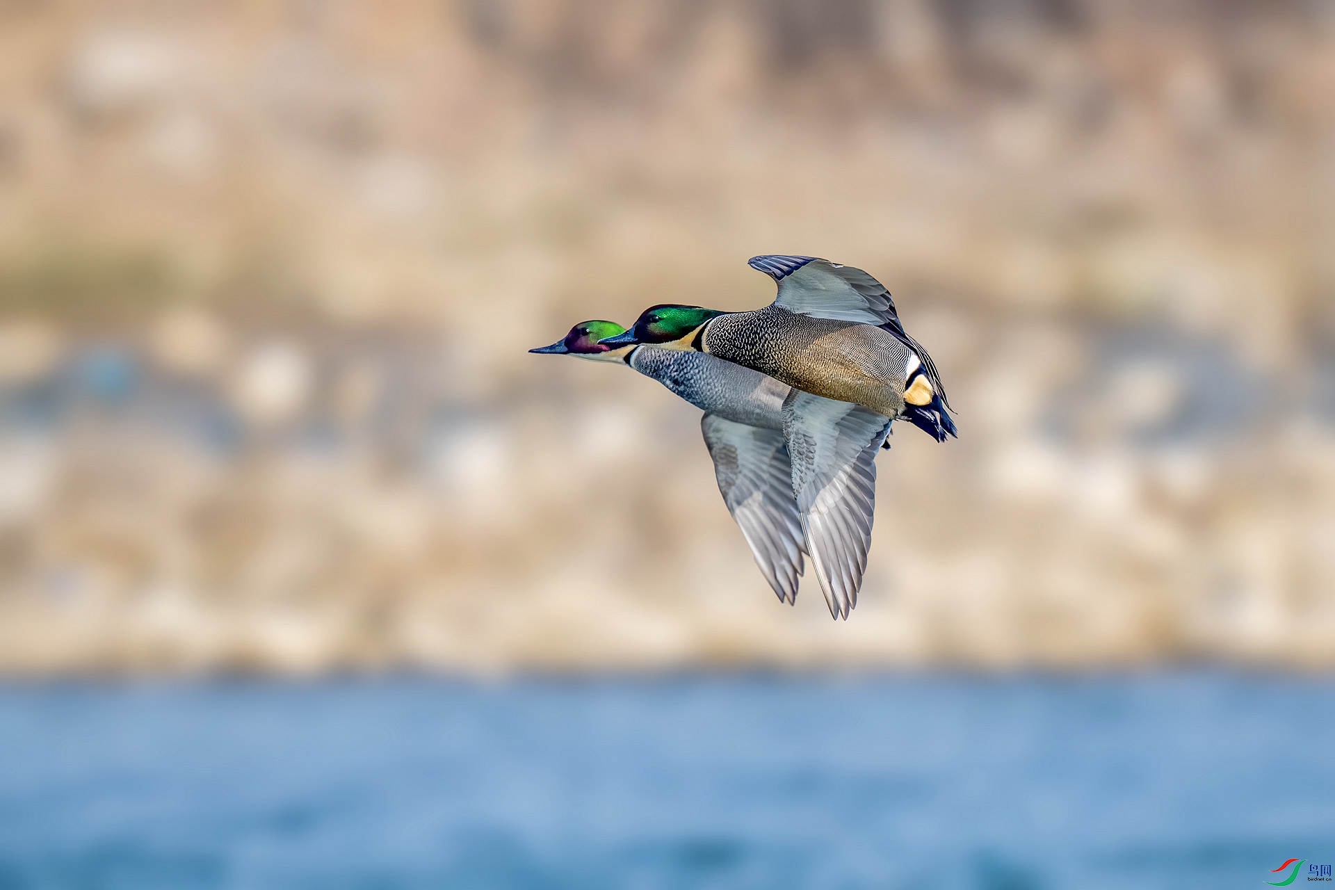DSC_1538_����.jpg