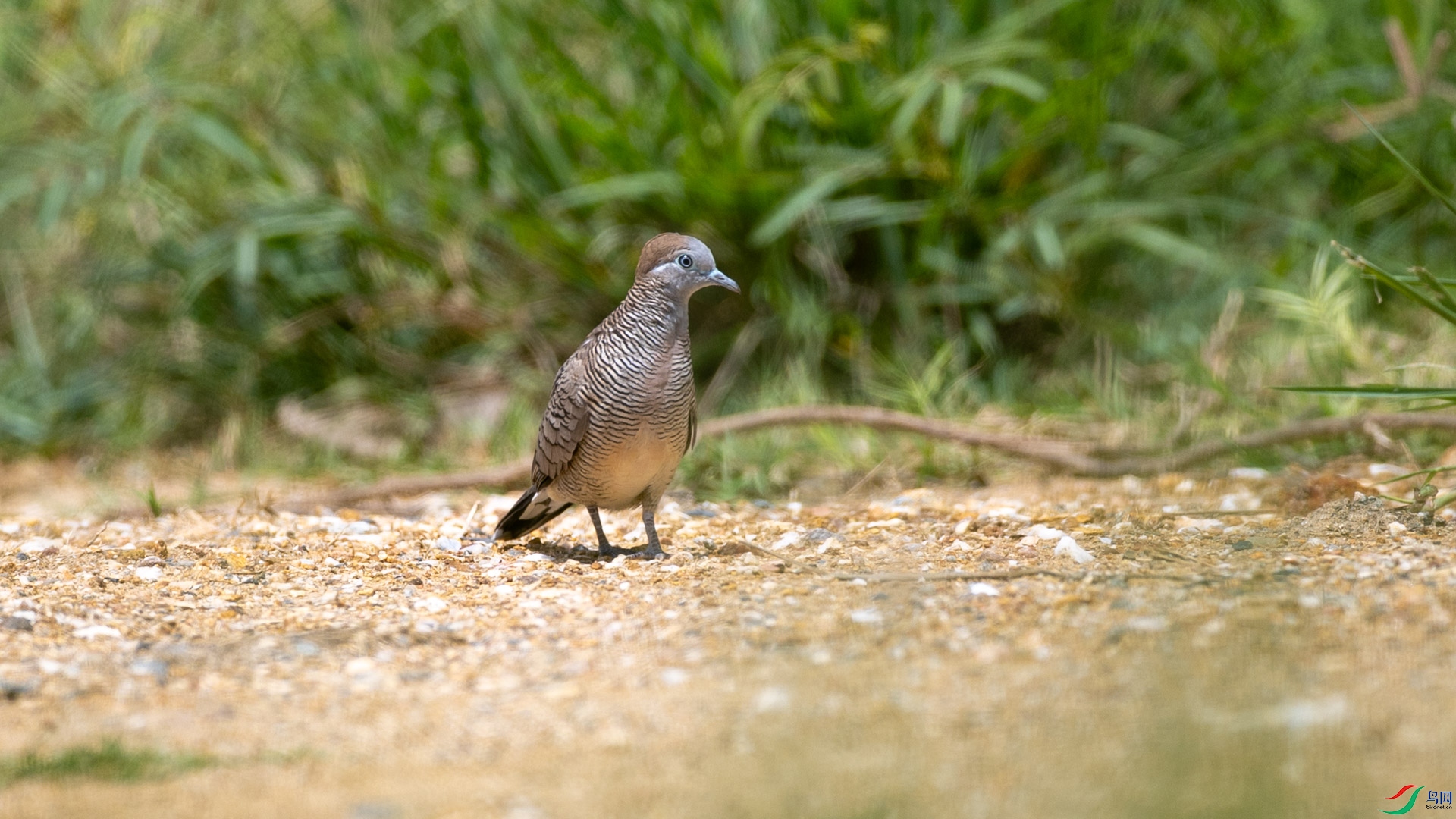 t_001374.jpg