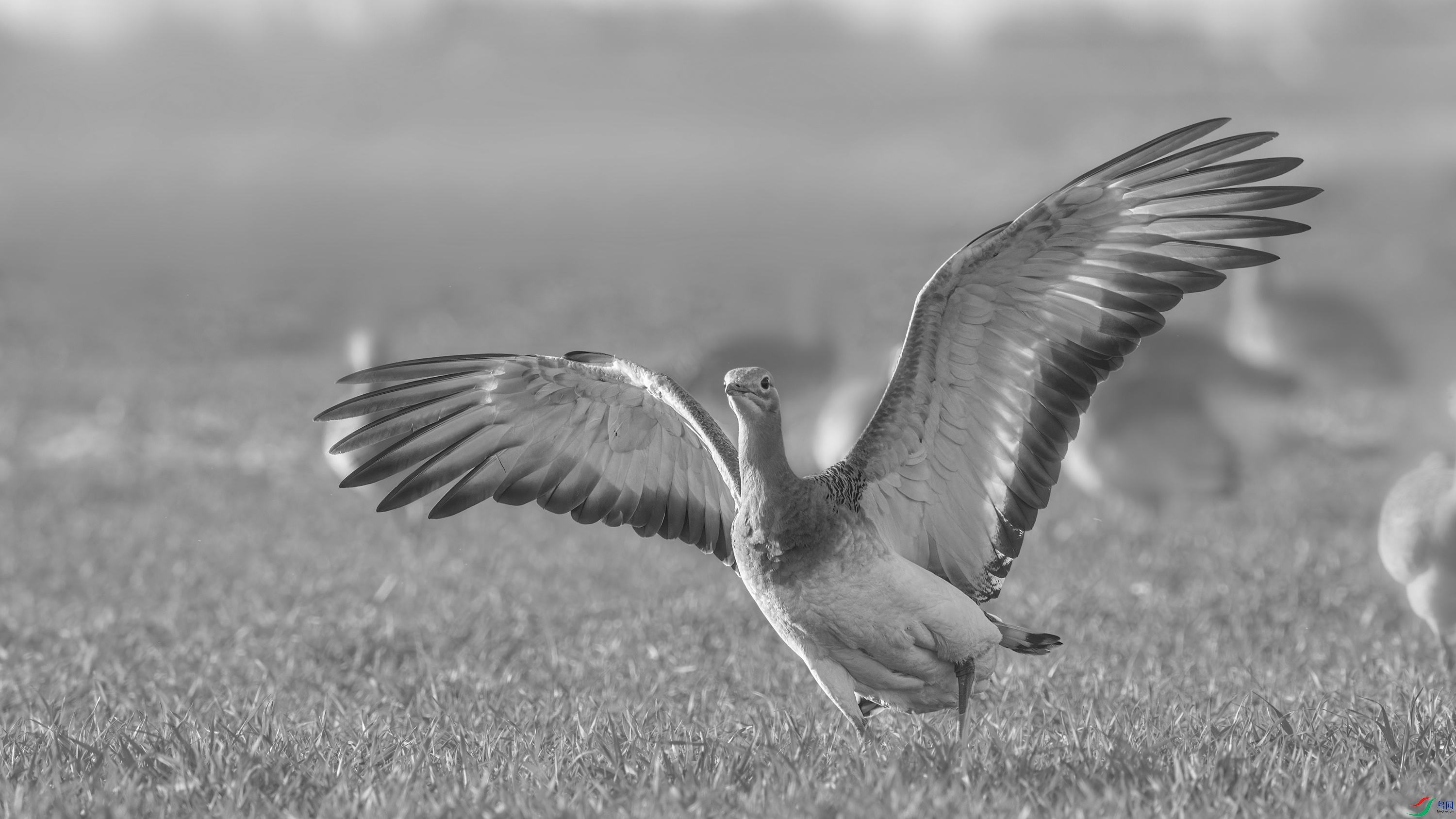 DSC_7174_DxO.jpg