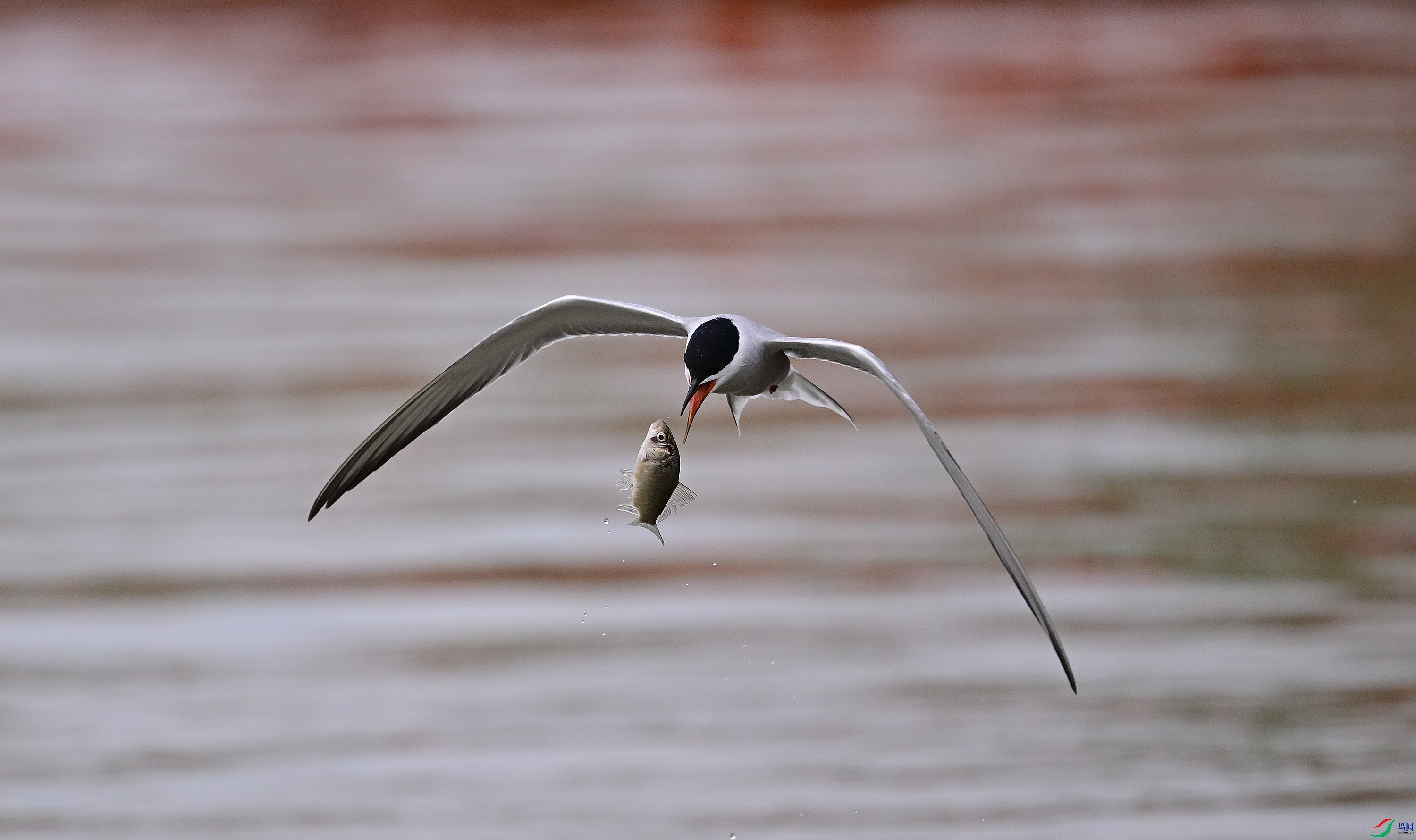 DSC_94161.jpg