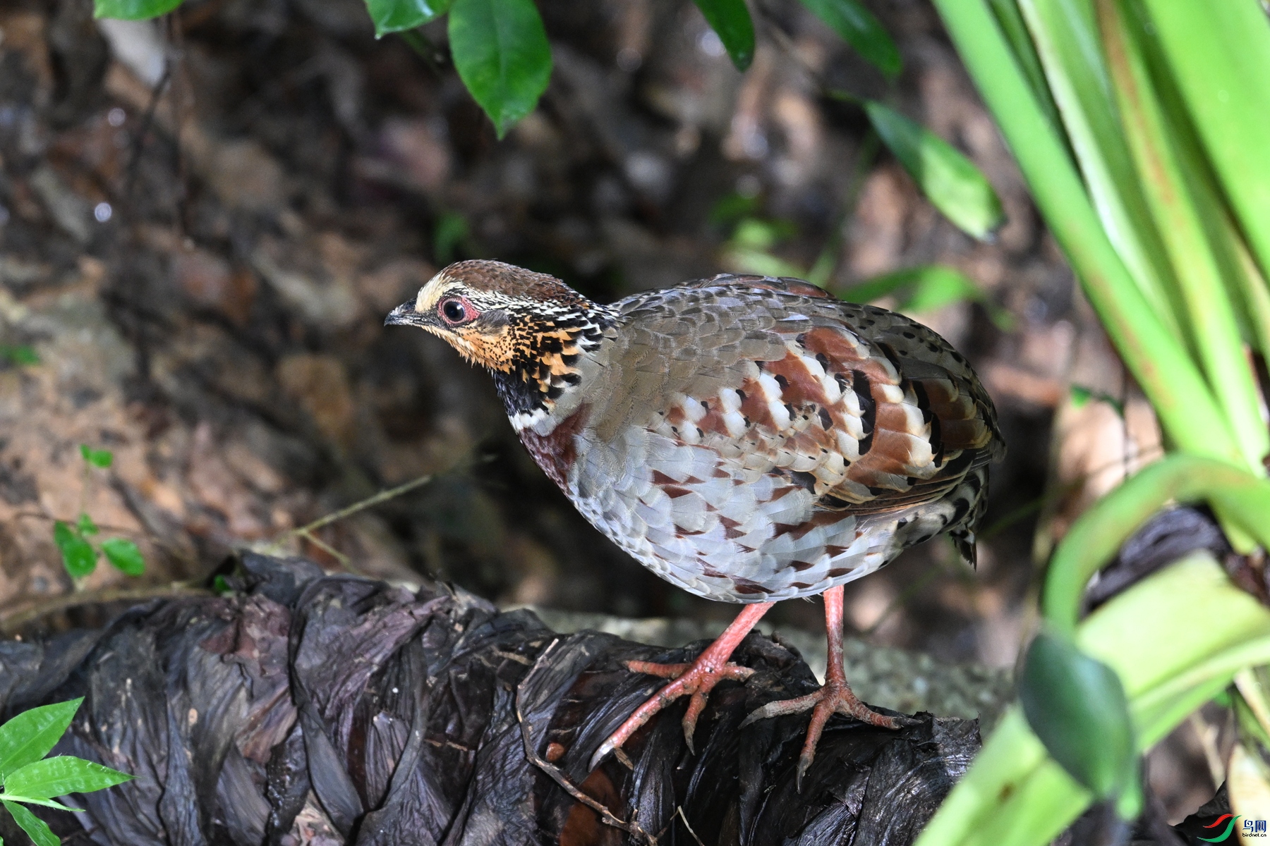 DSC_3794.JPG