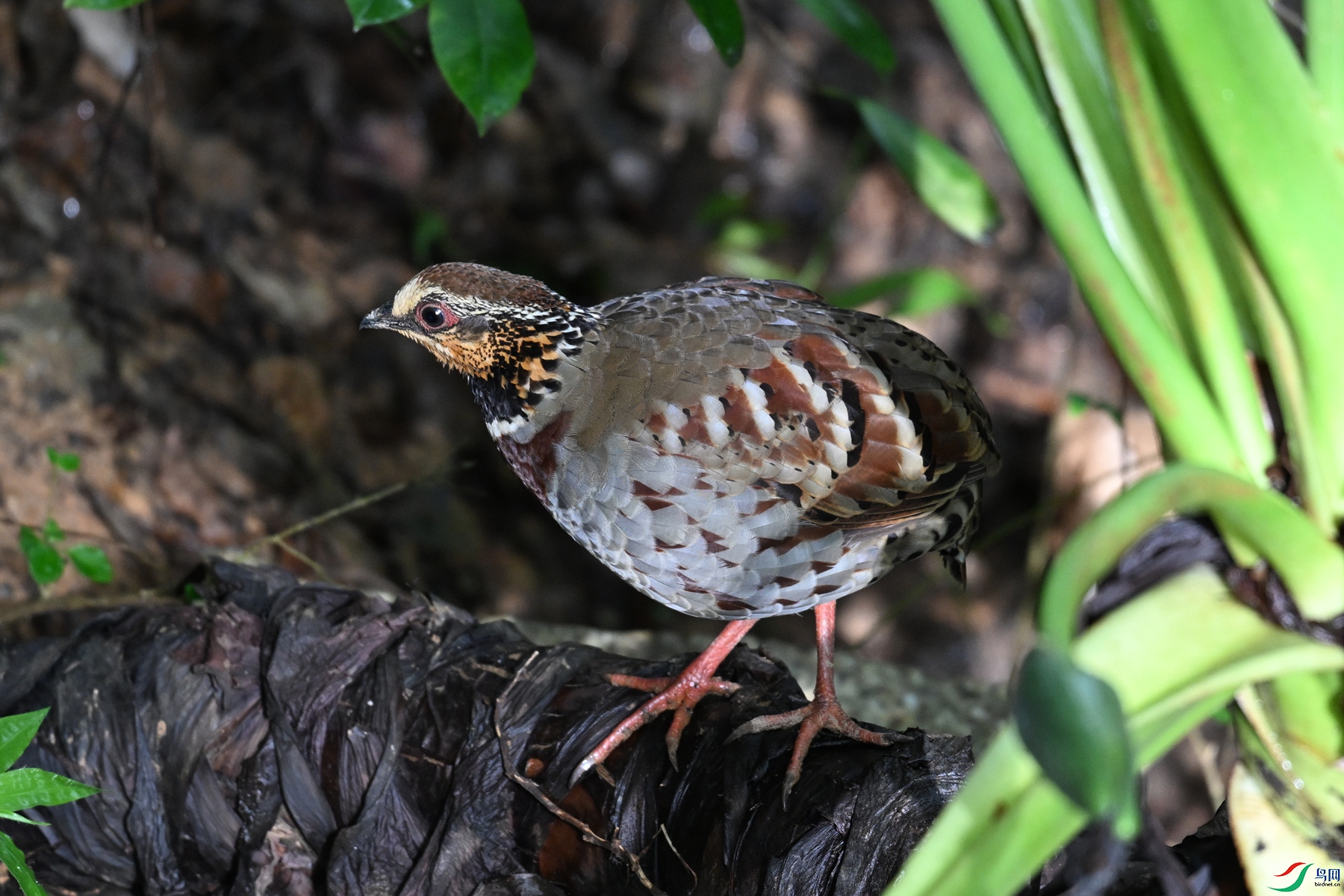 DSC_3797.JPG
