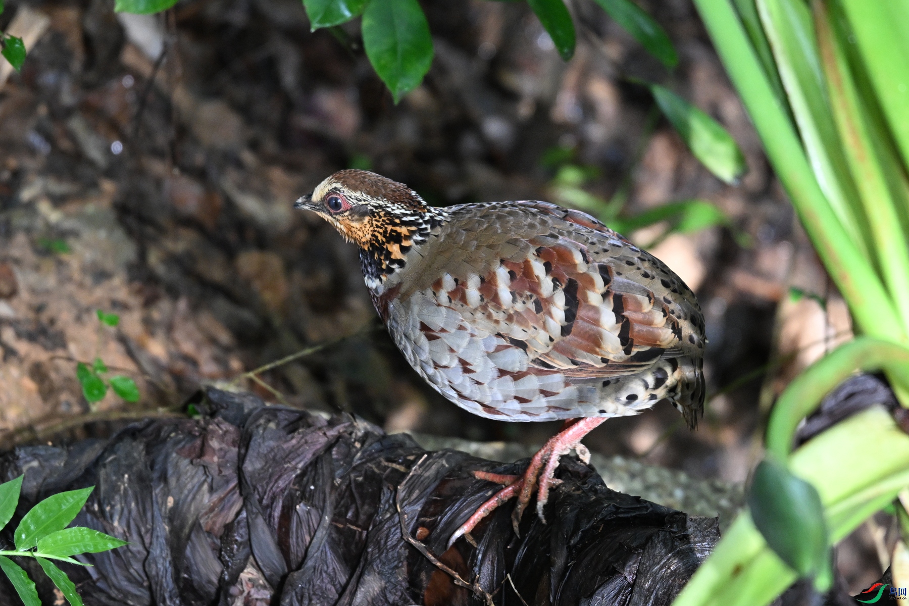 DSC_3800.JPG