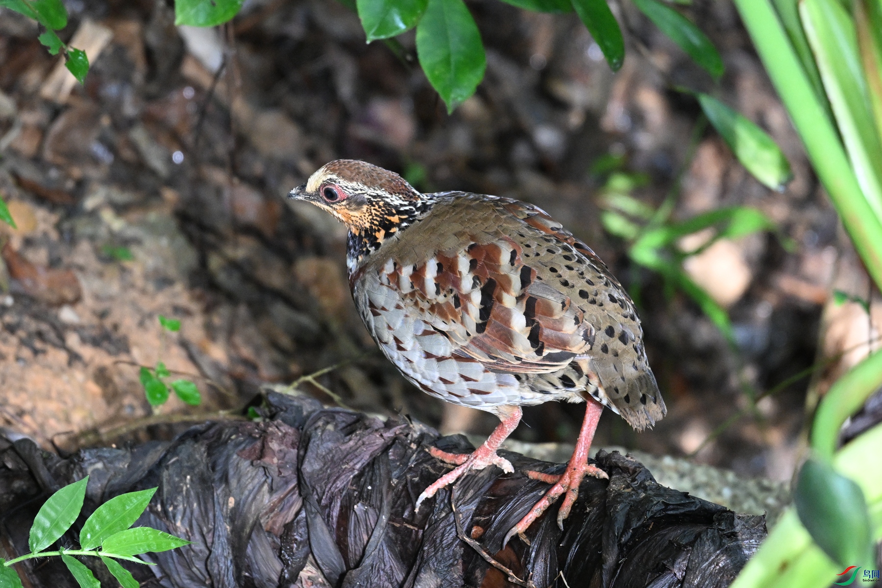 DSC_3803.JPG