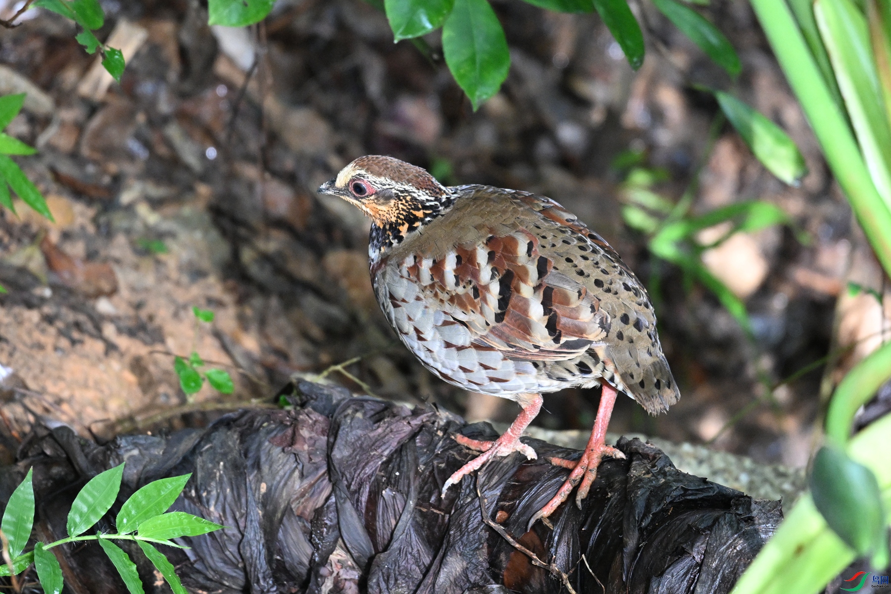 DSC_3806.JPG