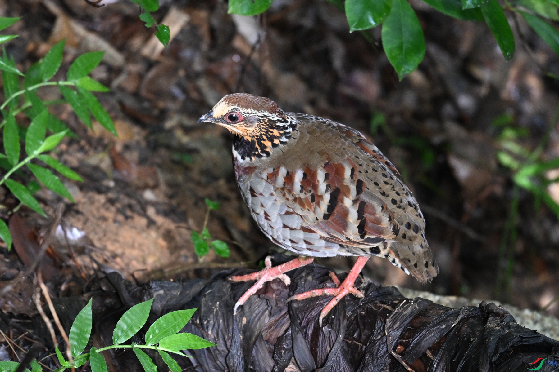 DSC_3807.JPG