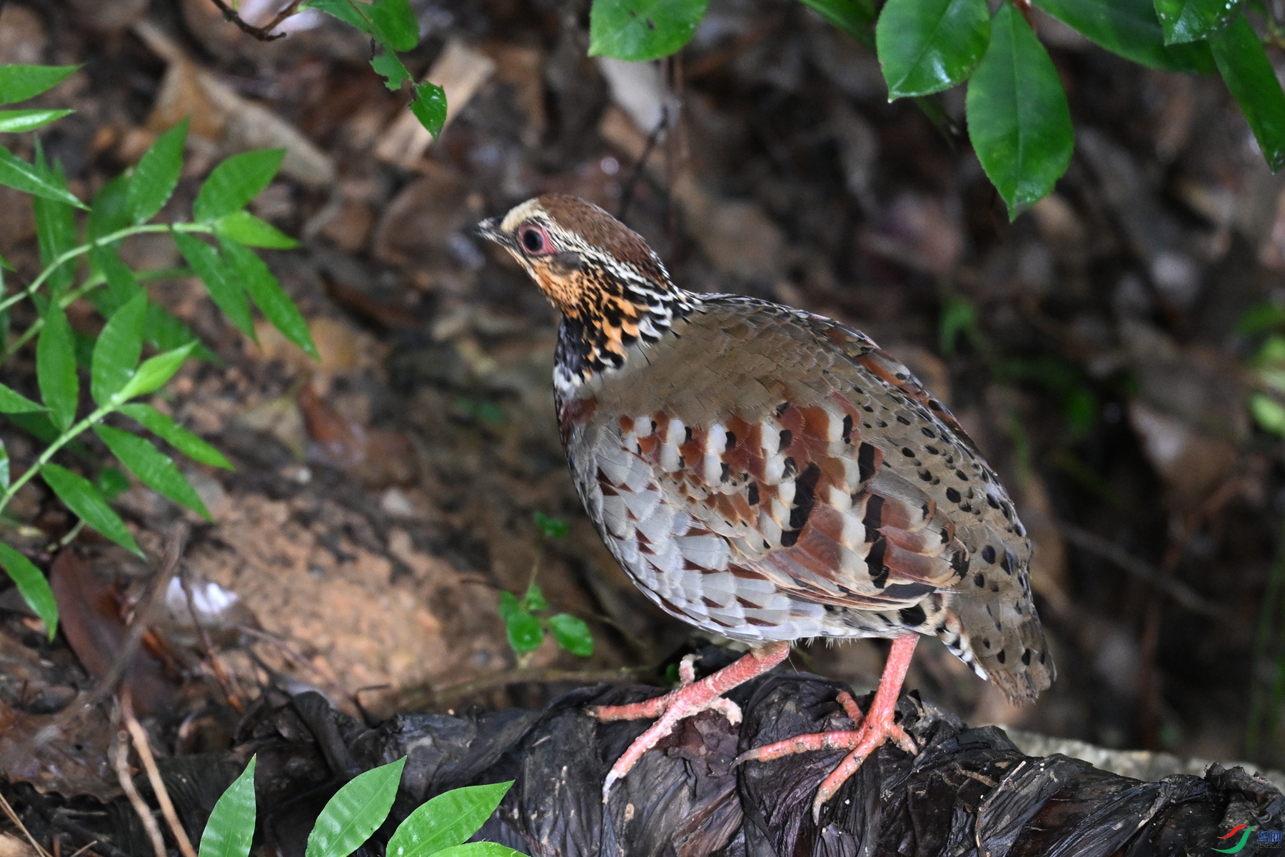 DSC_3810.JPG