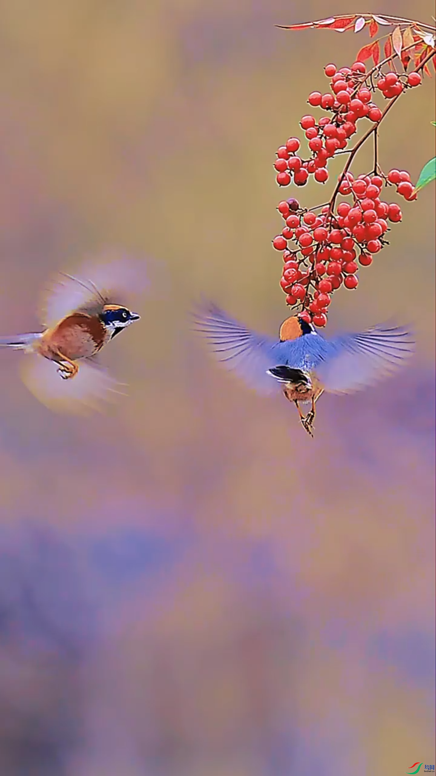 5��20��.png