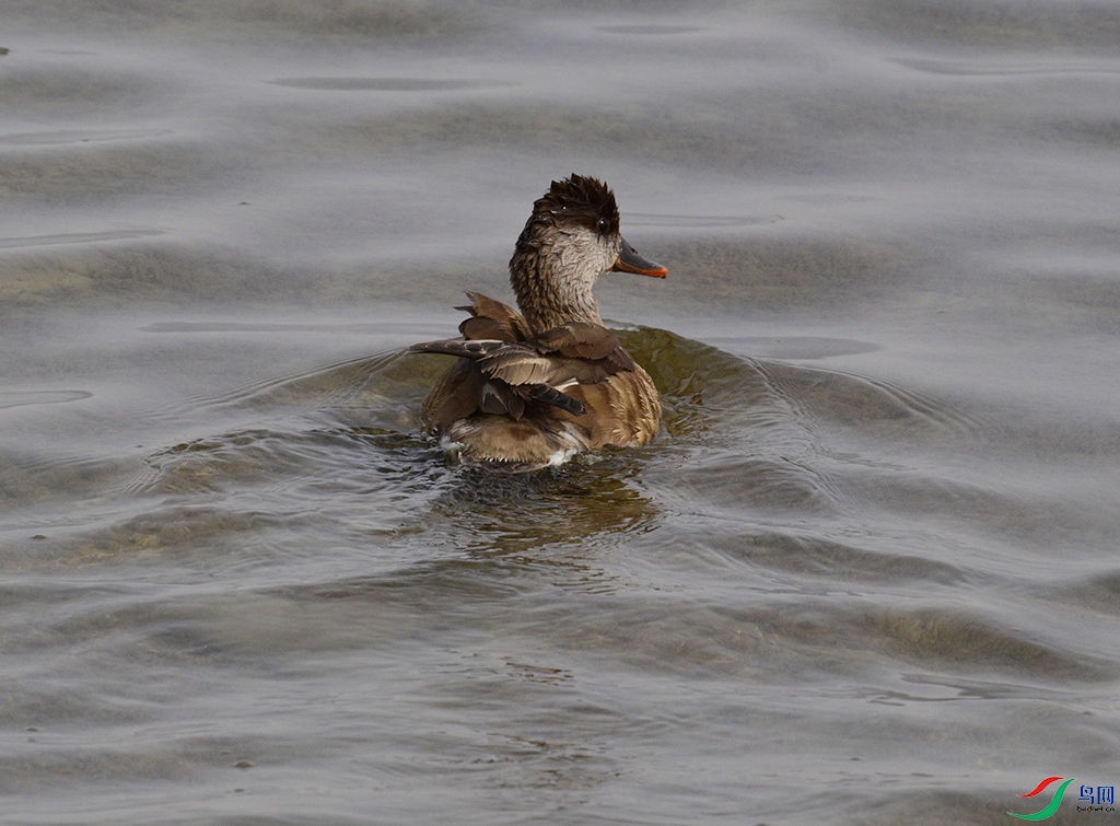 DSC_3243.JPG