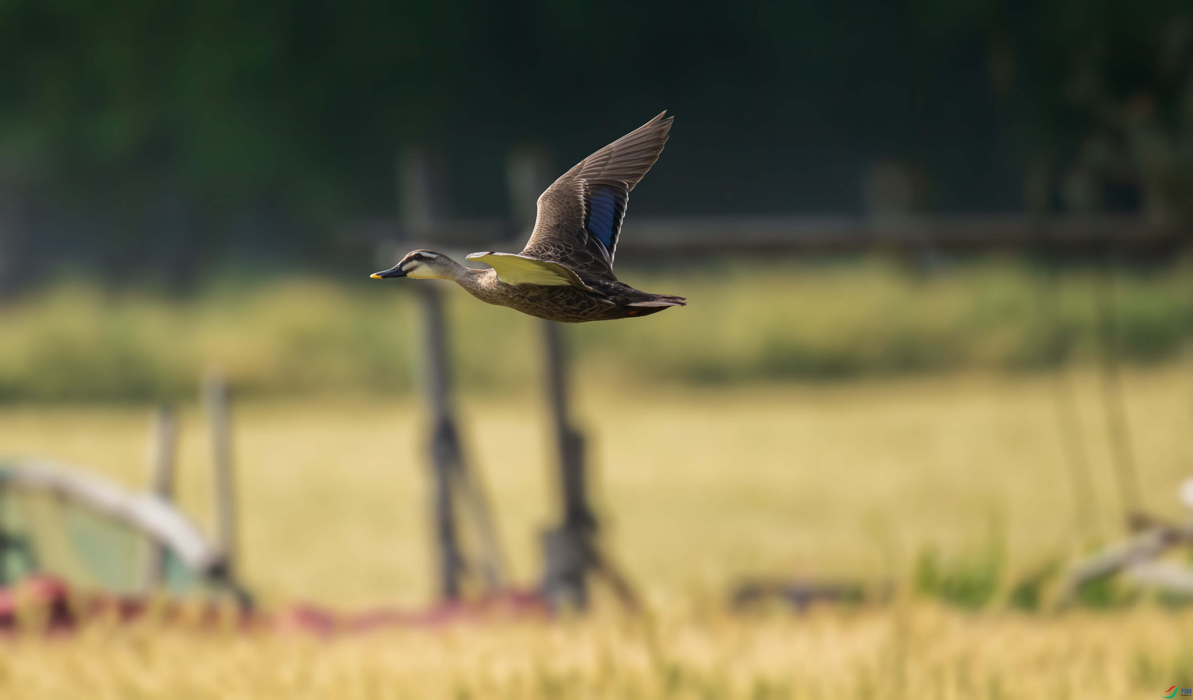 DSC_0757.jpg