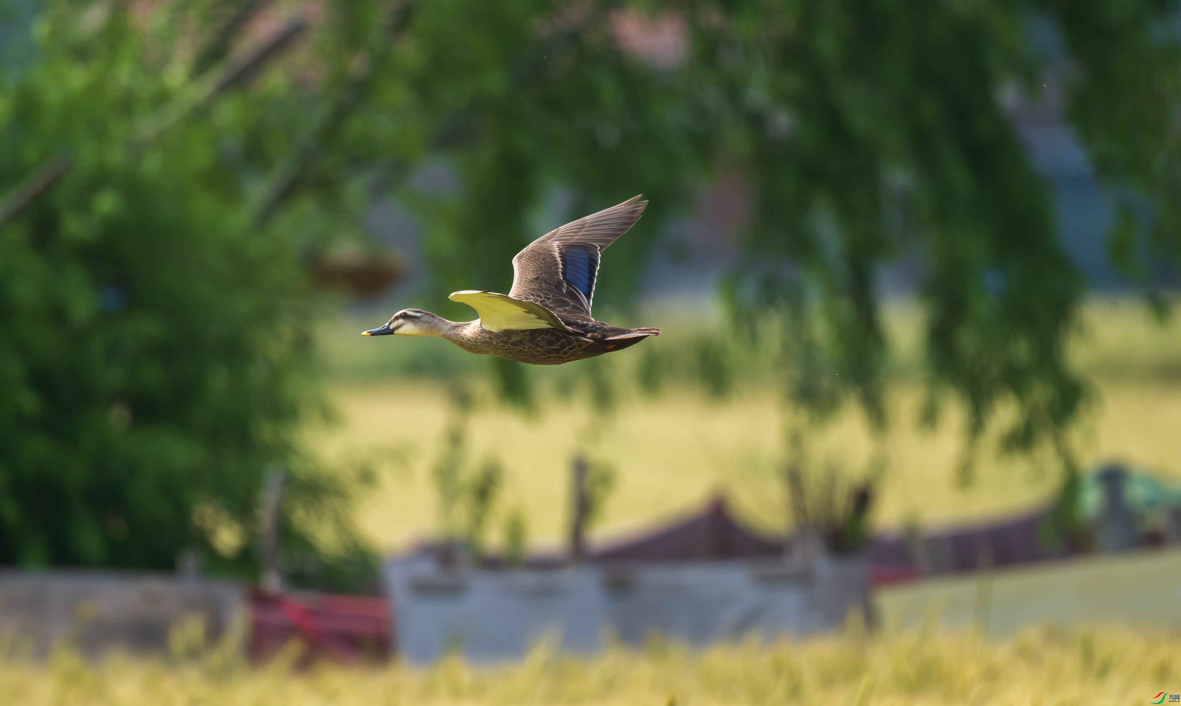 DSC_0764.jpg