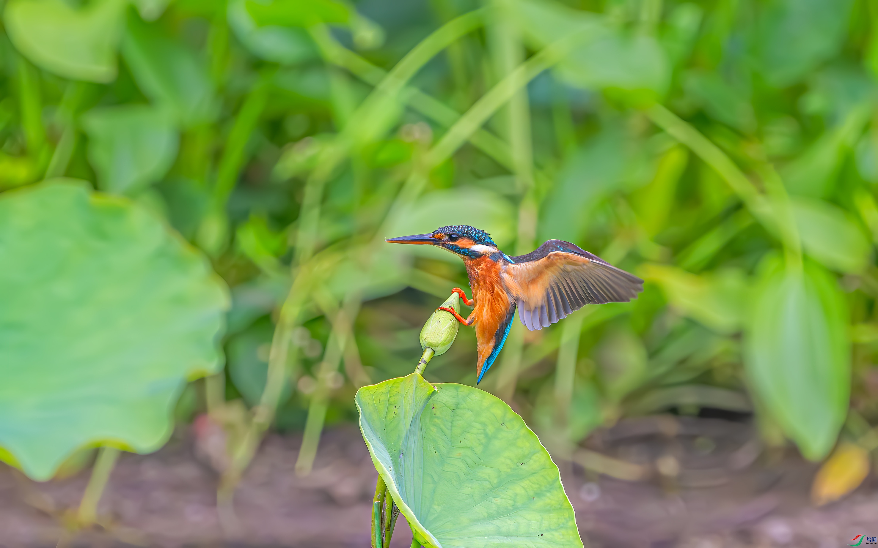 _DSC2185.jpg