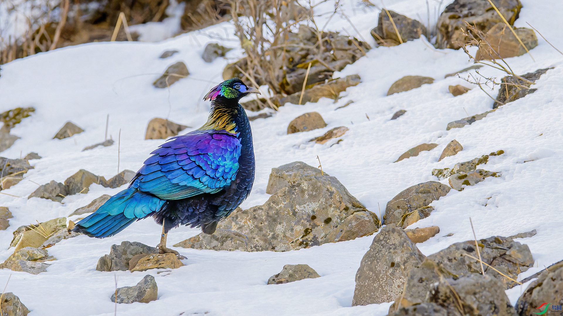 _DSC0537-NEF_DxO_DeepPRIME.jpg