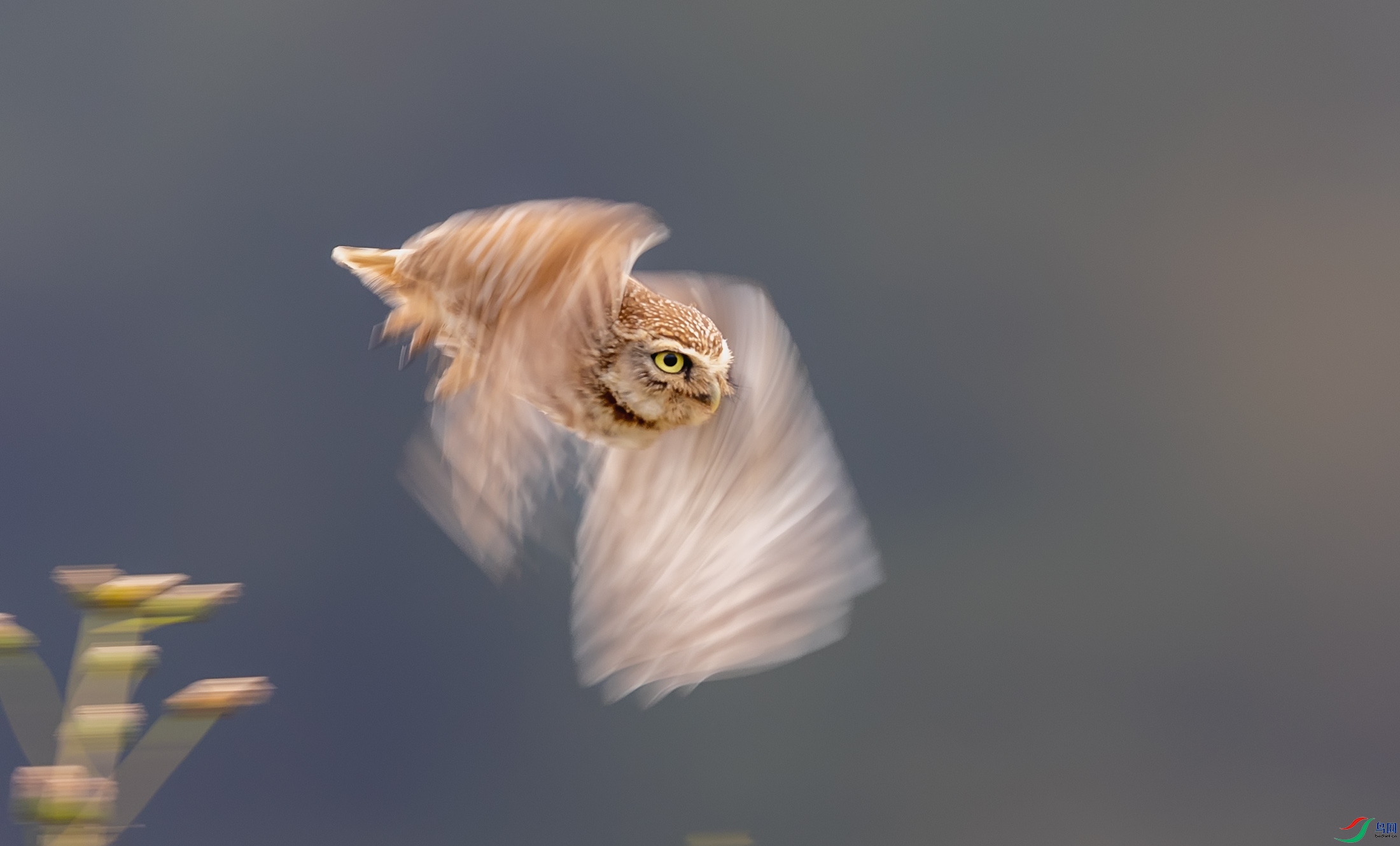 ���Ƹ�С�^
