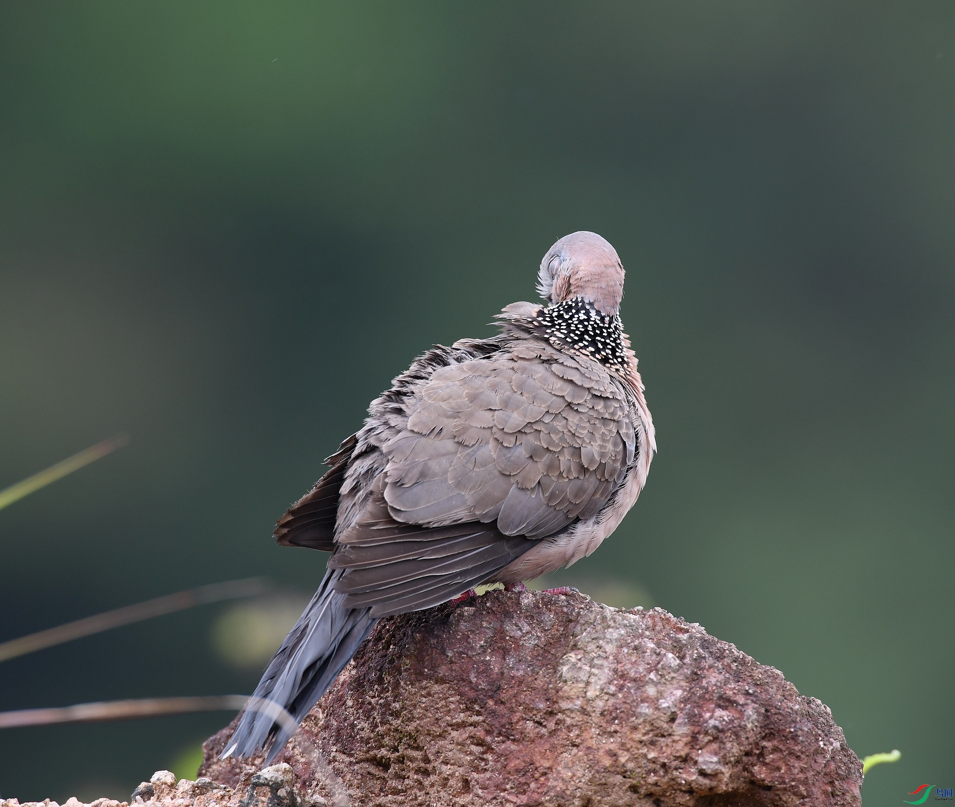 DSC_6731.jpg