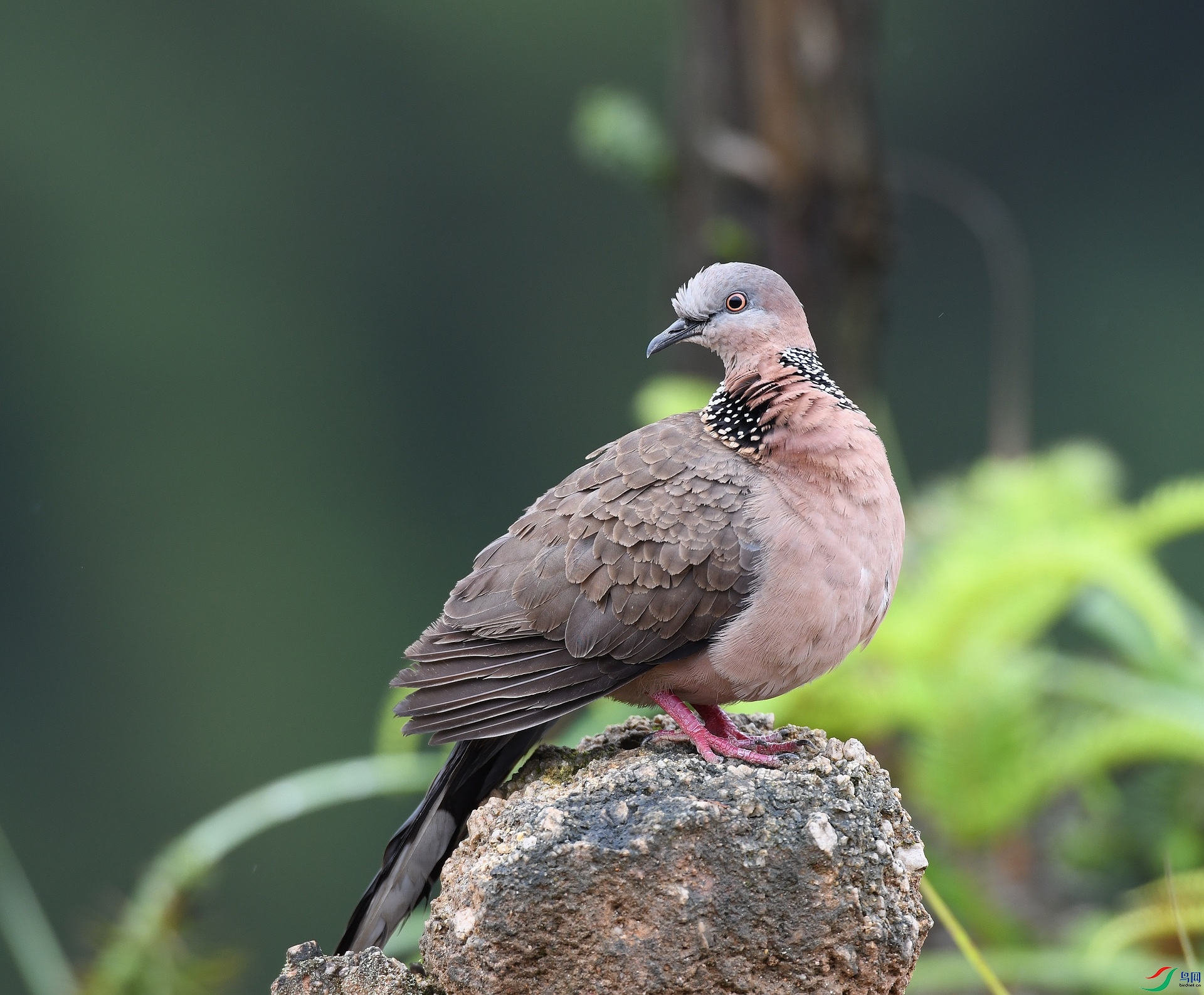 DSC_6766.jpg