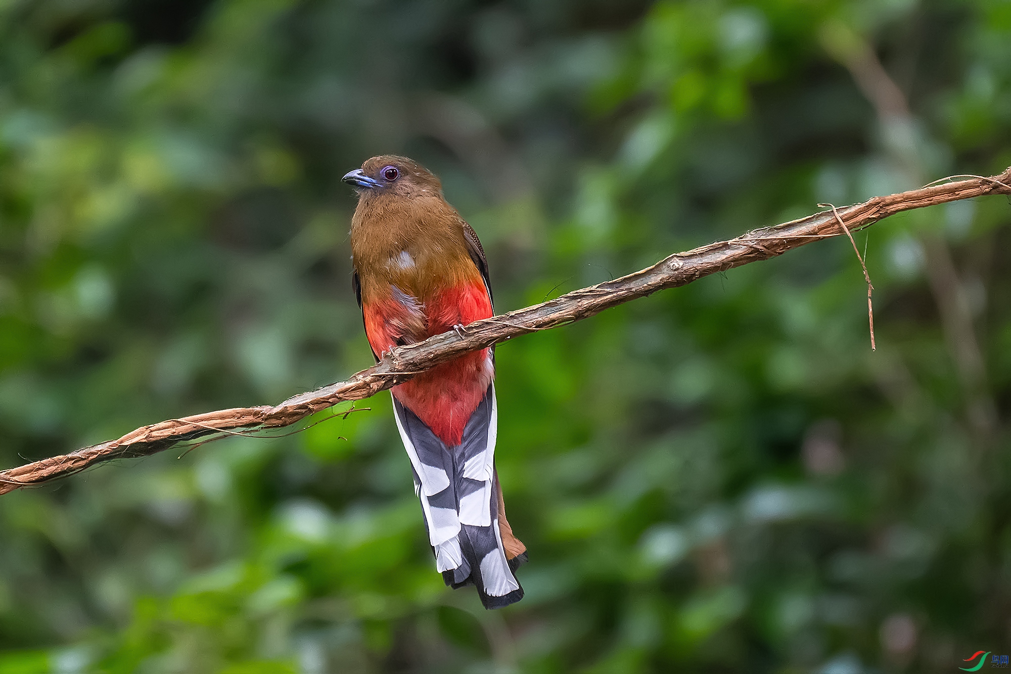 DSC_0348-1a.jpg