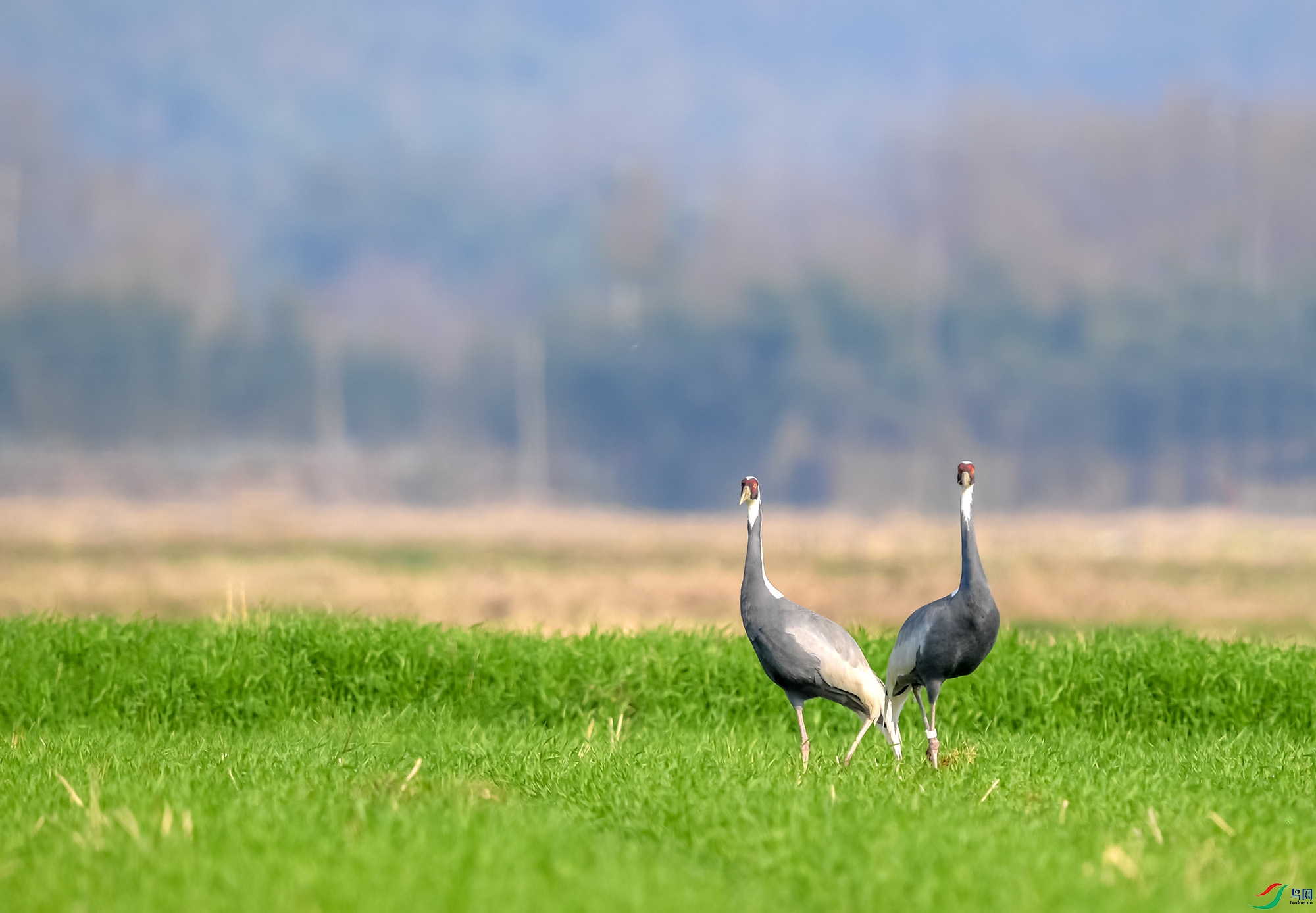 DSC_2063.jpg