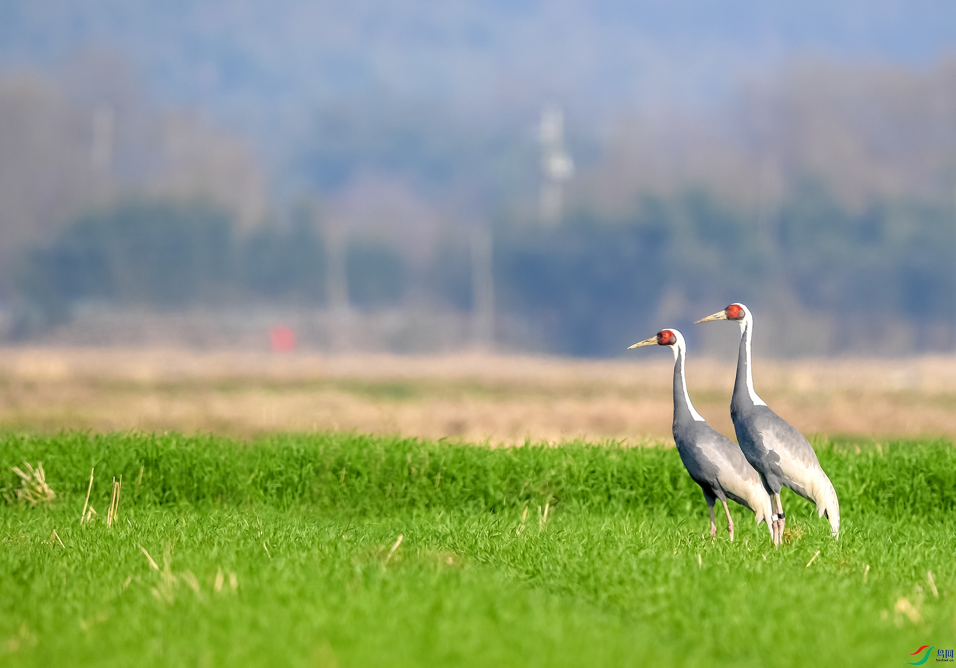 DSC_2100a.jpg