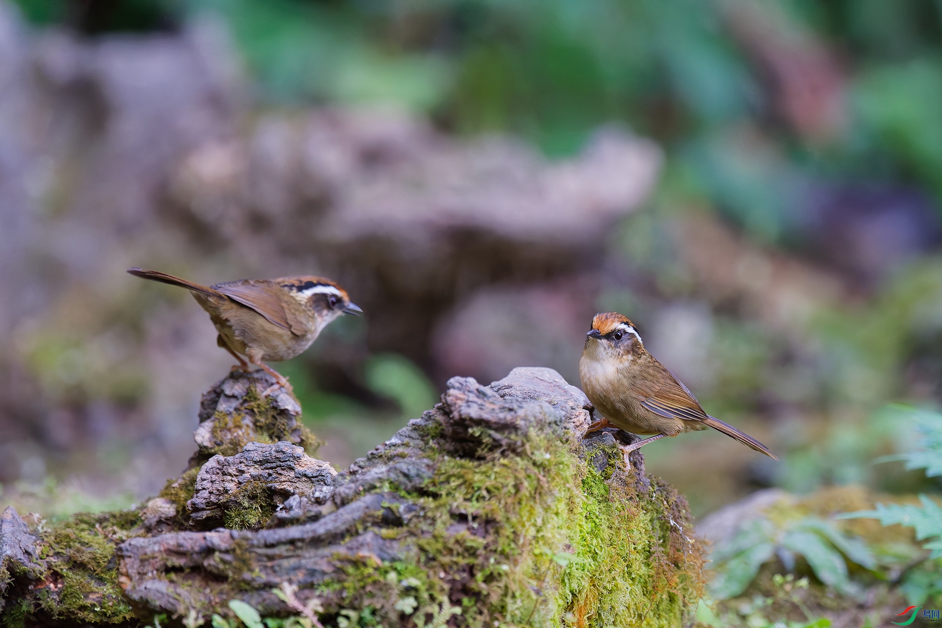 DSC_2453_DxO_DxOa.jpg
