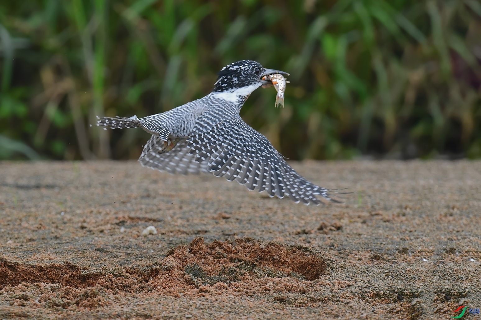4DSC_4312_DxOa.jpg