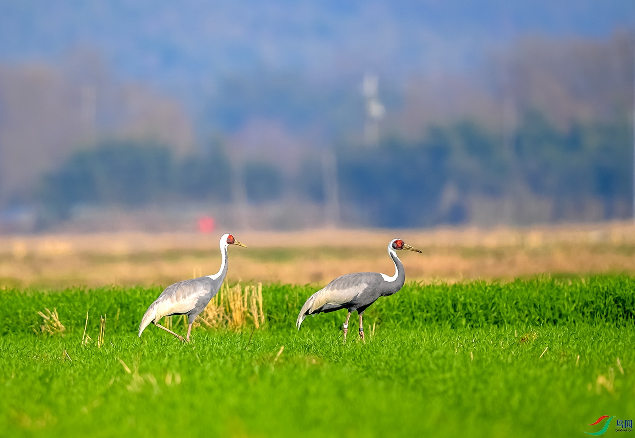 DSC_1964.jpg