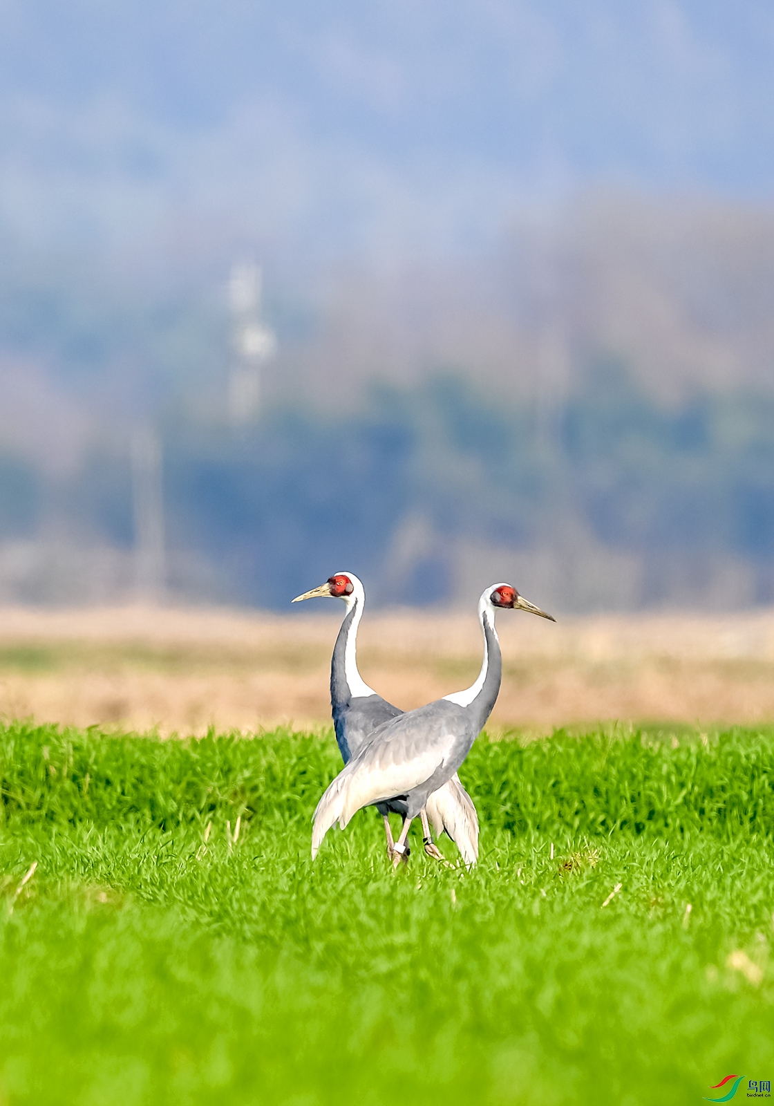 DSC_2053a.jpg