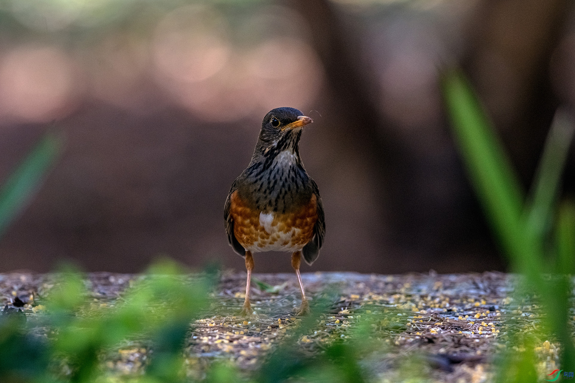 _AUU9382 �ڕd�(26.3.20).jpg