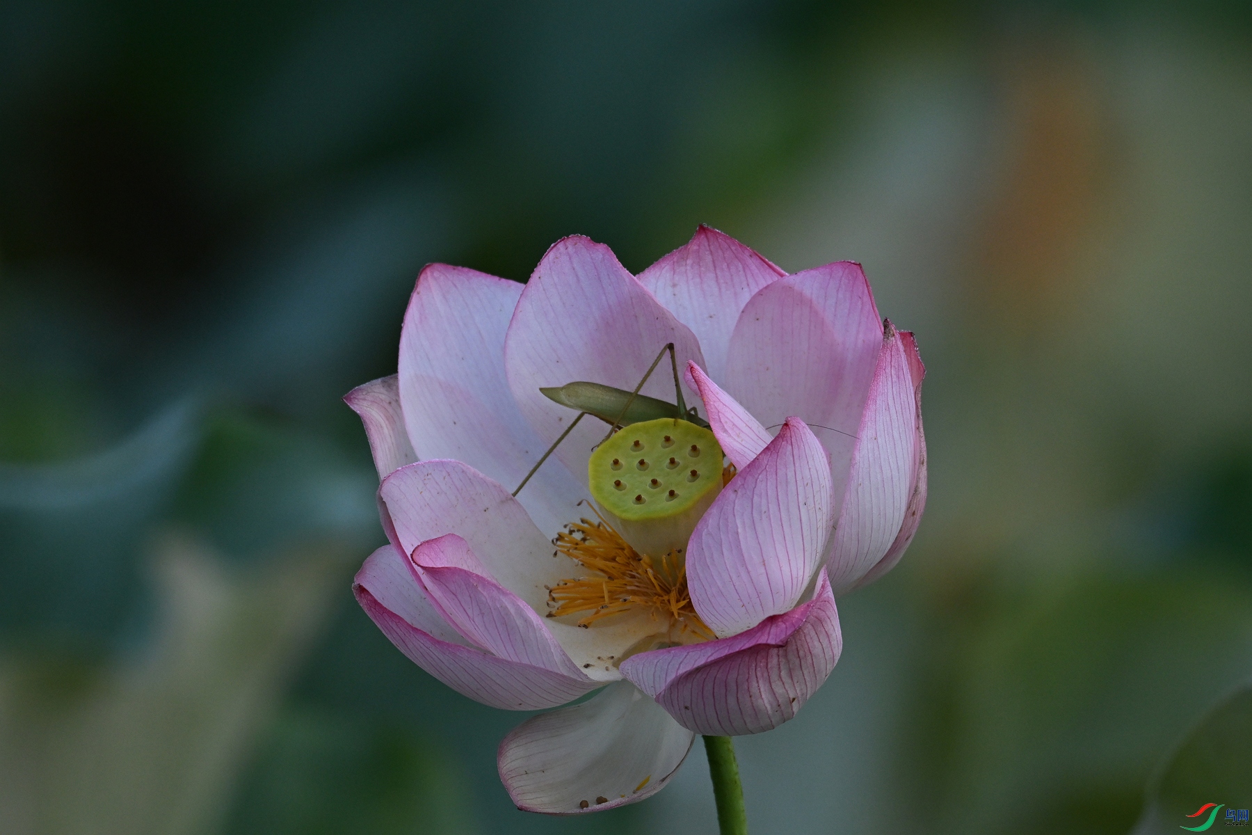 DSC_4035.JPG
