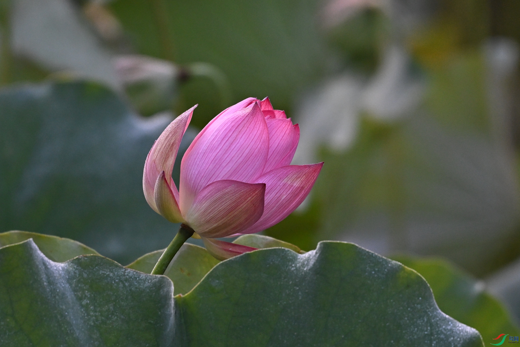 DSC_4036.JPG
