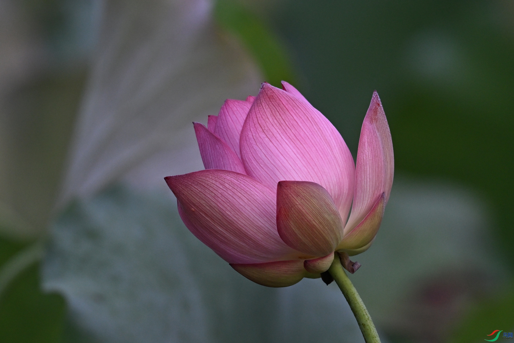 DSC_4038.JPG