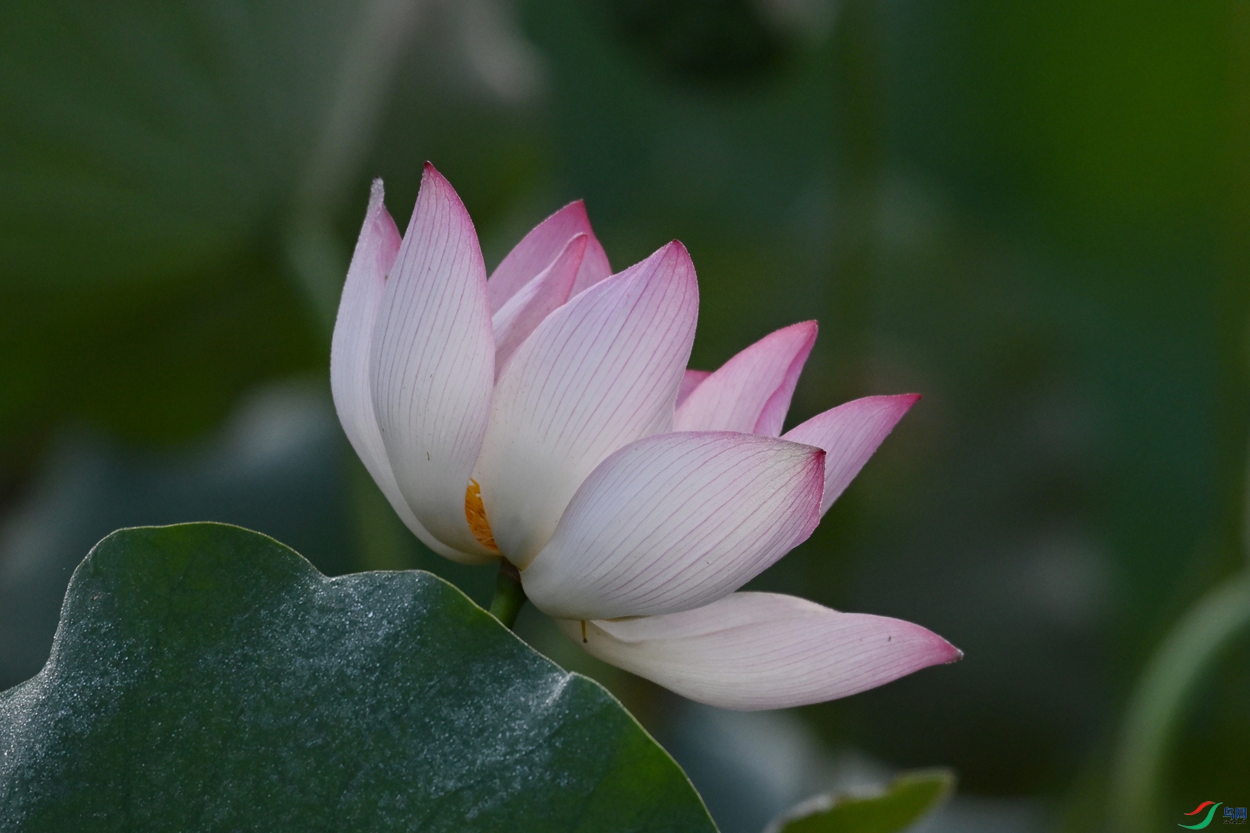 DSC_4043.JPG