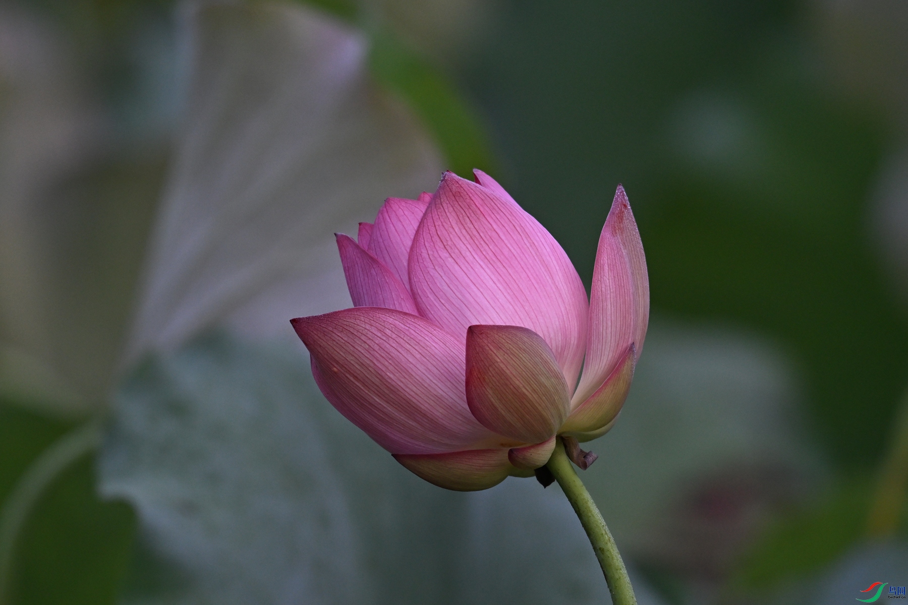 DSC_4039.JPG
