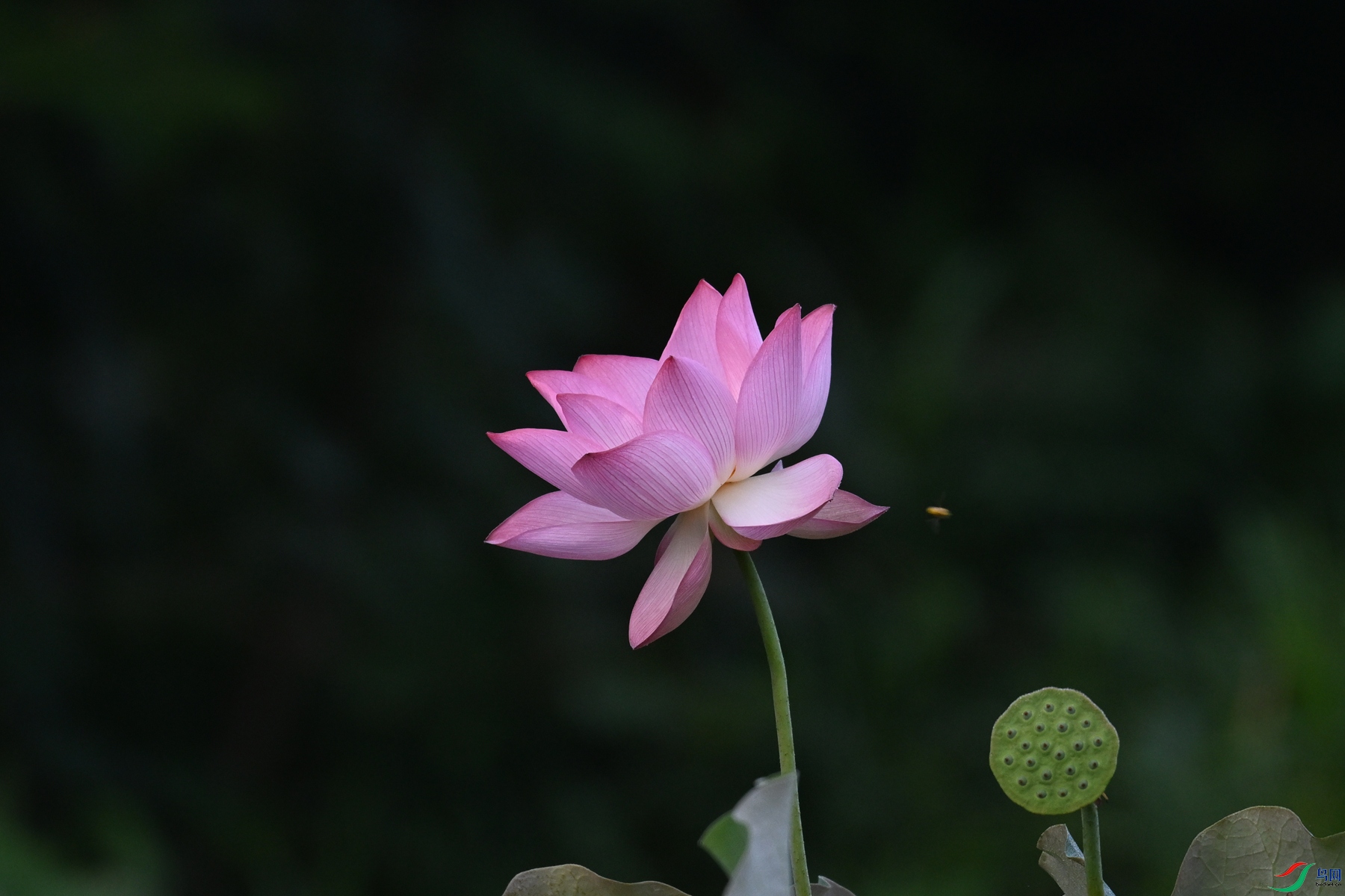 DSC_4050.JPG