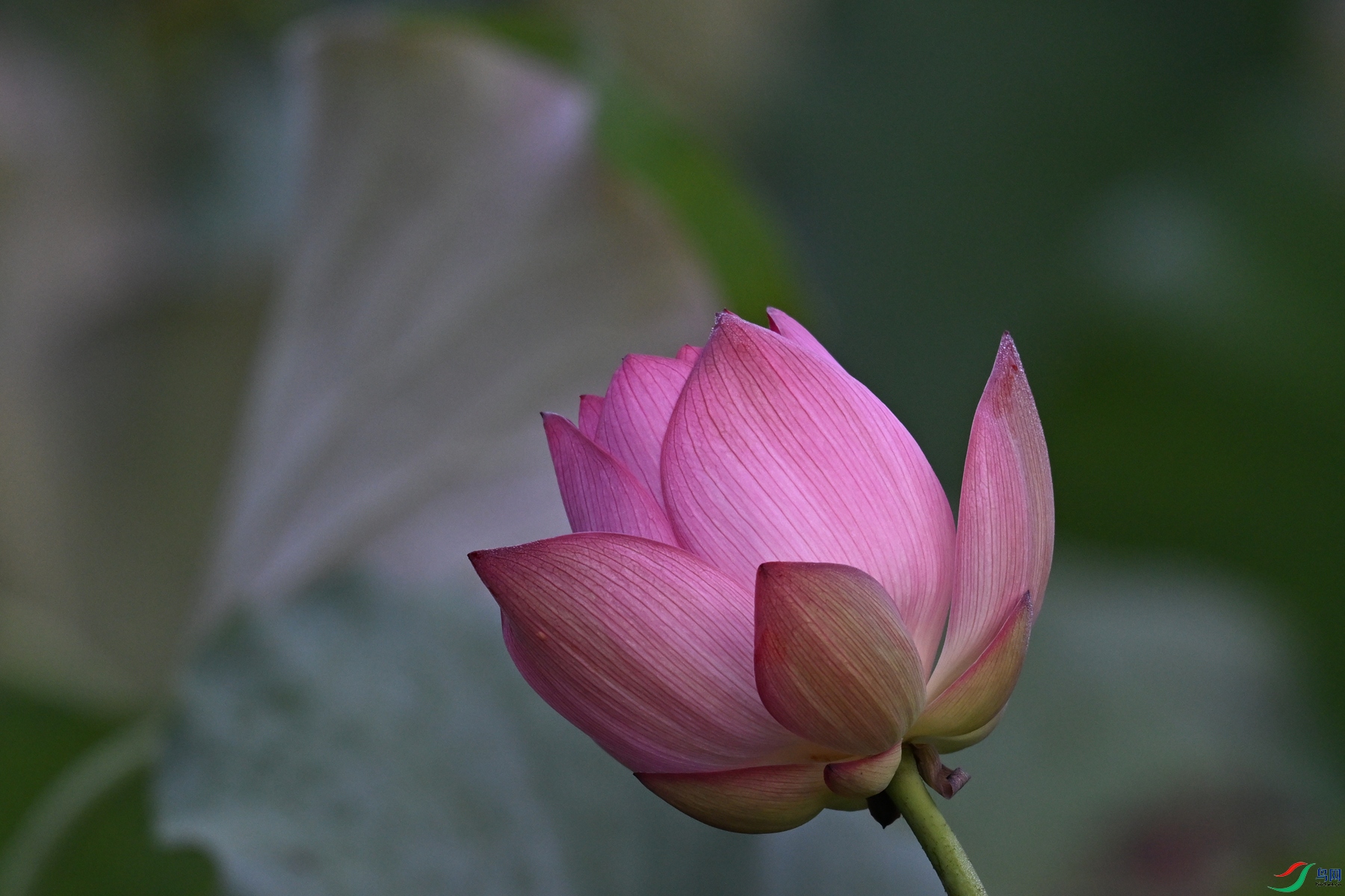 DSC_4040.JPG