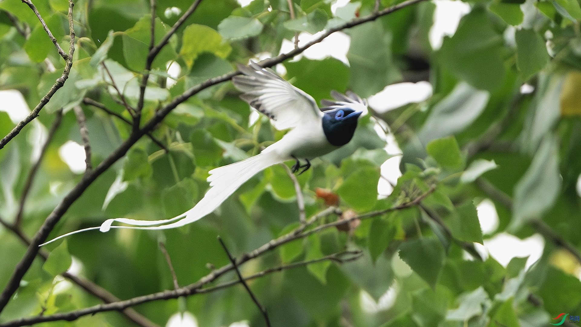 DSC_4402-����ǿ-NR ����.jpg