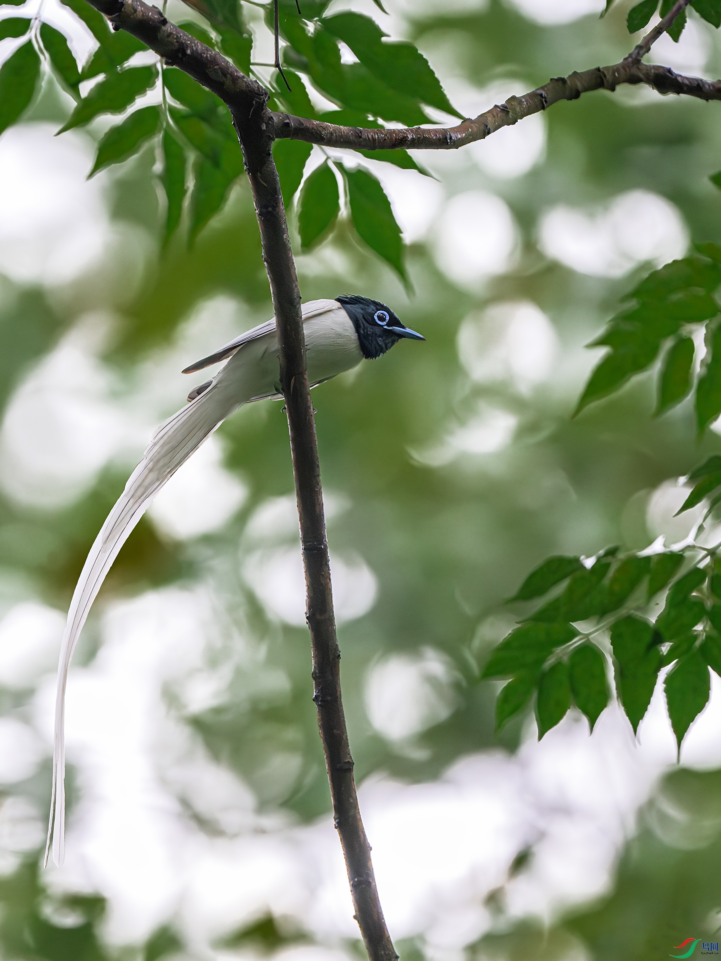 DSC_4701-����ǿ-NR ����.jpg