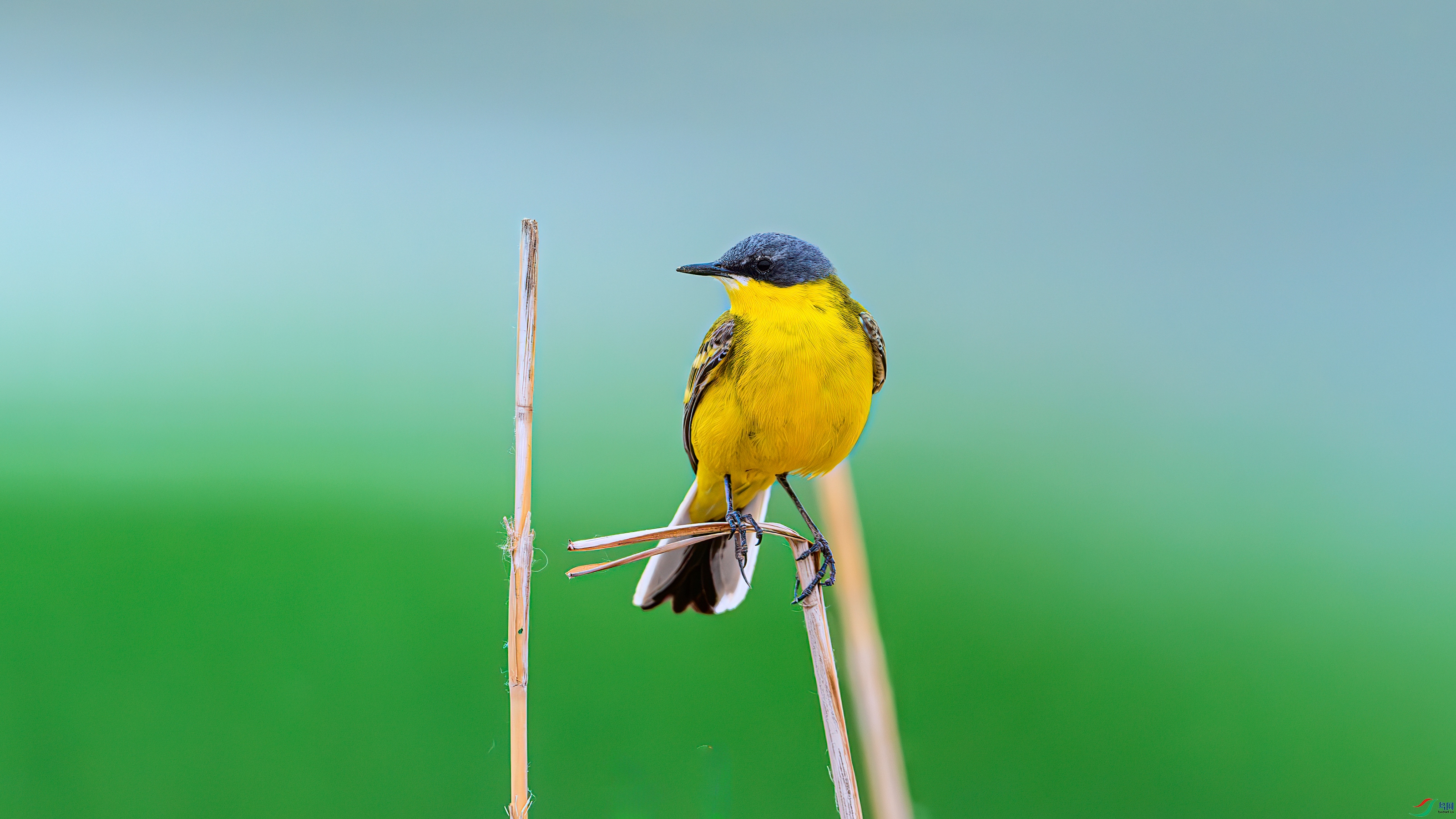 ��ƬDSC_2800-����ǿ-NR.jpg