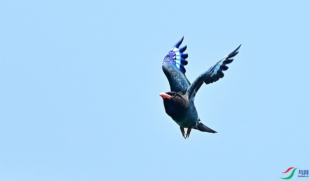 DSC_0829.JPG