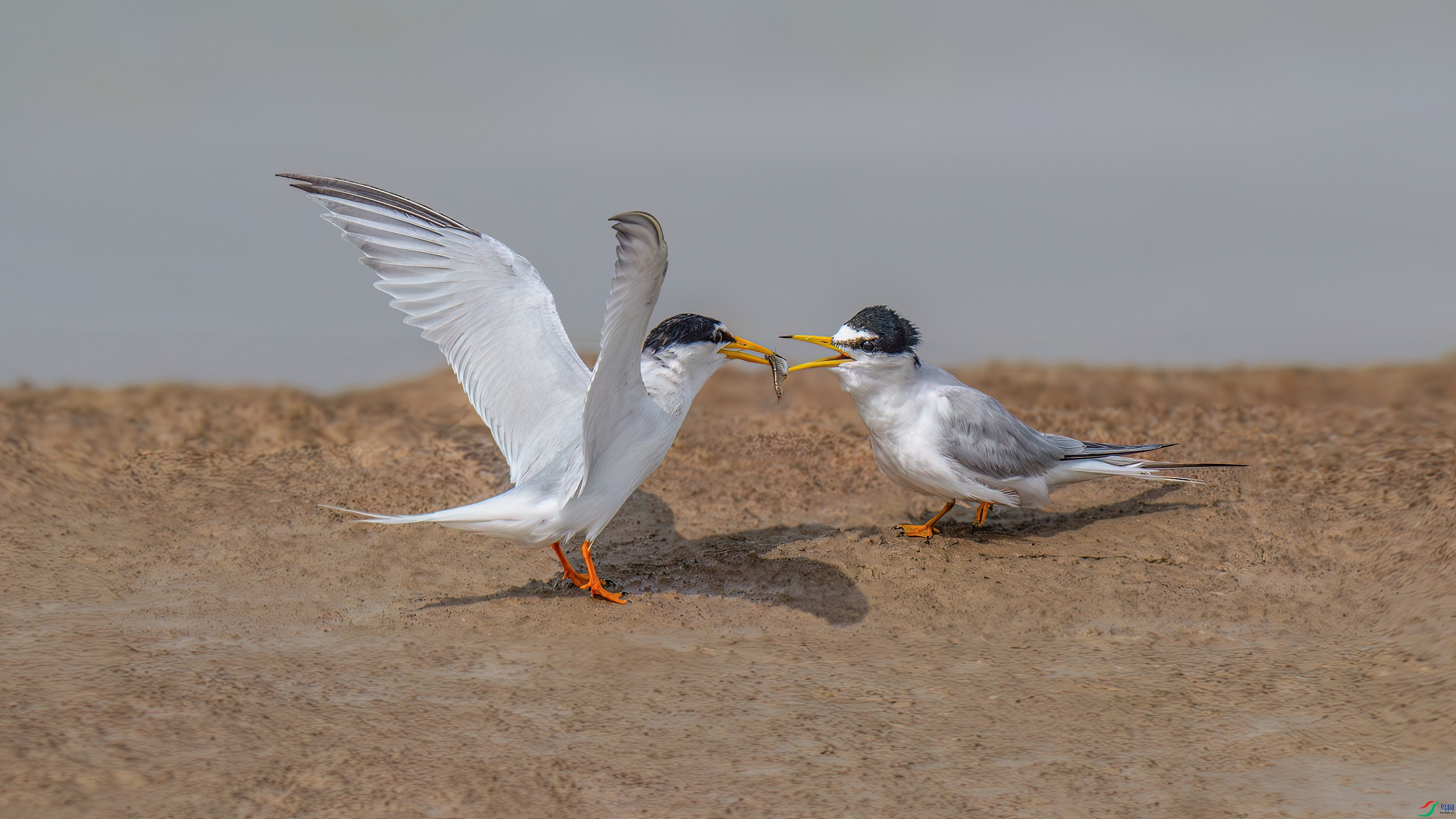 DSC_0307.jpg